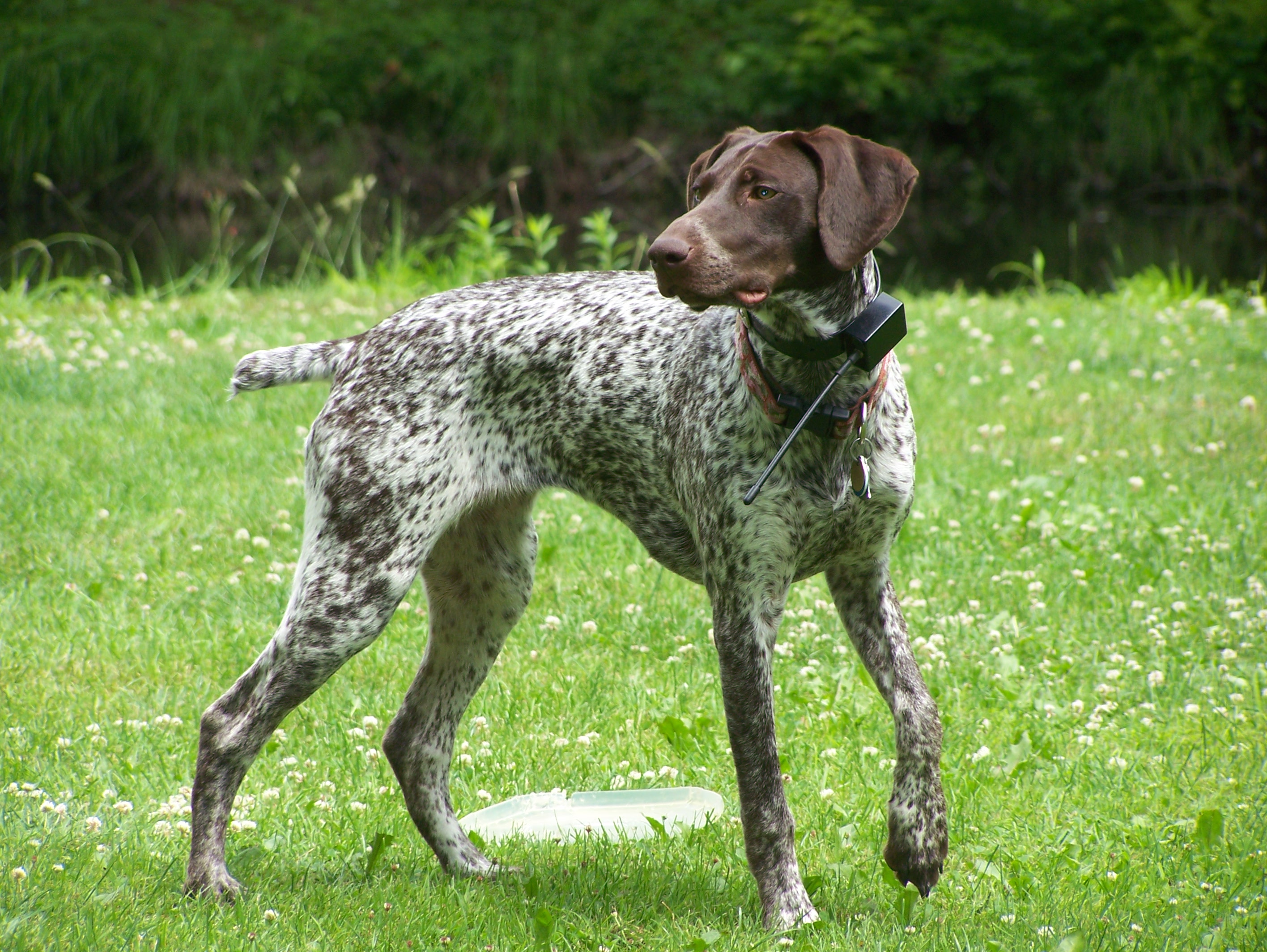German Shorthaired Pointer the newest addition | Home | Pinterest ...