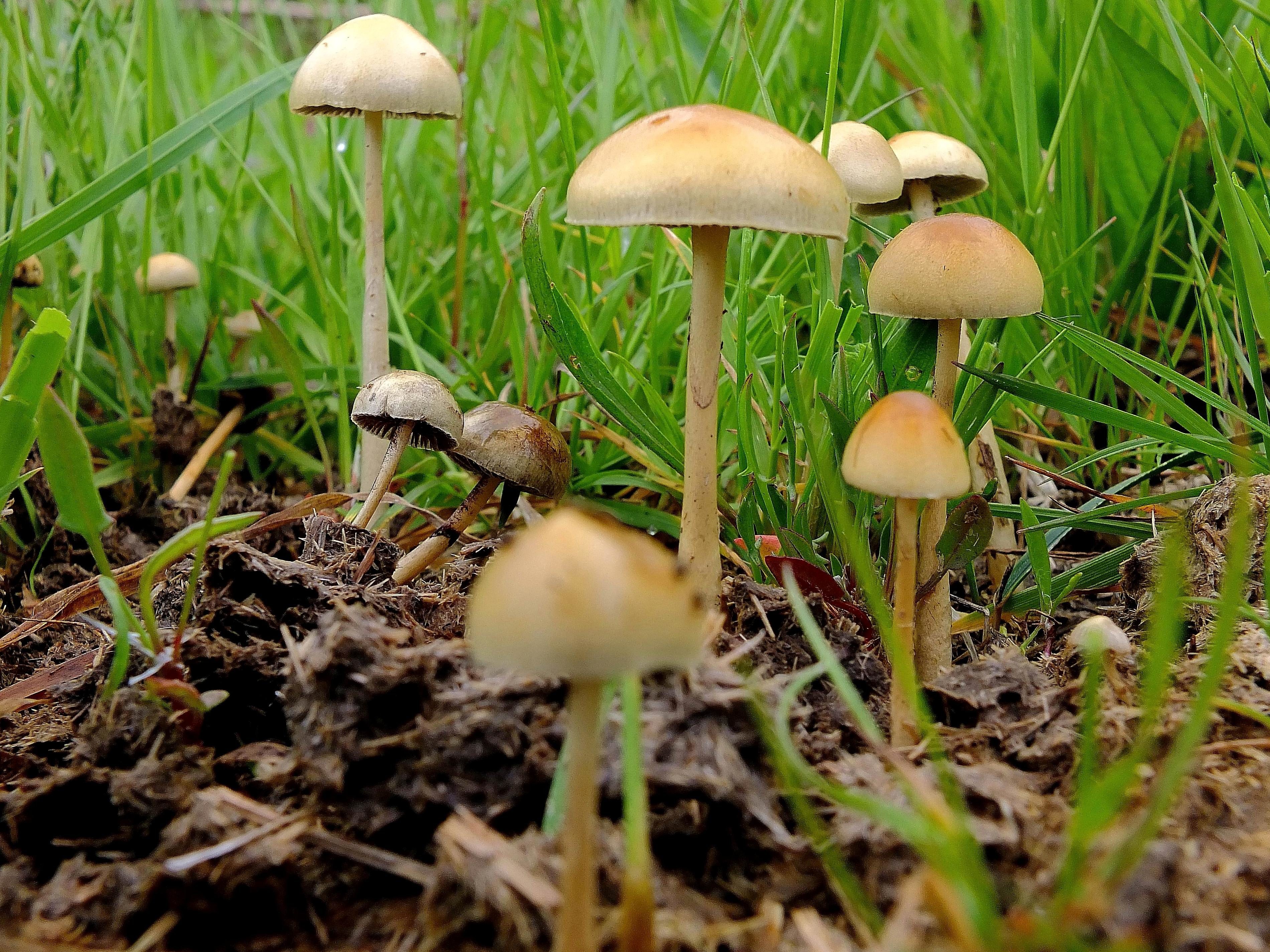 Free picture: mushroom, fungus, nature, grass, grass, poison, spore ...