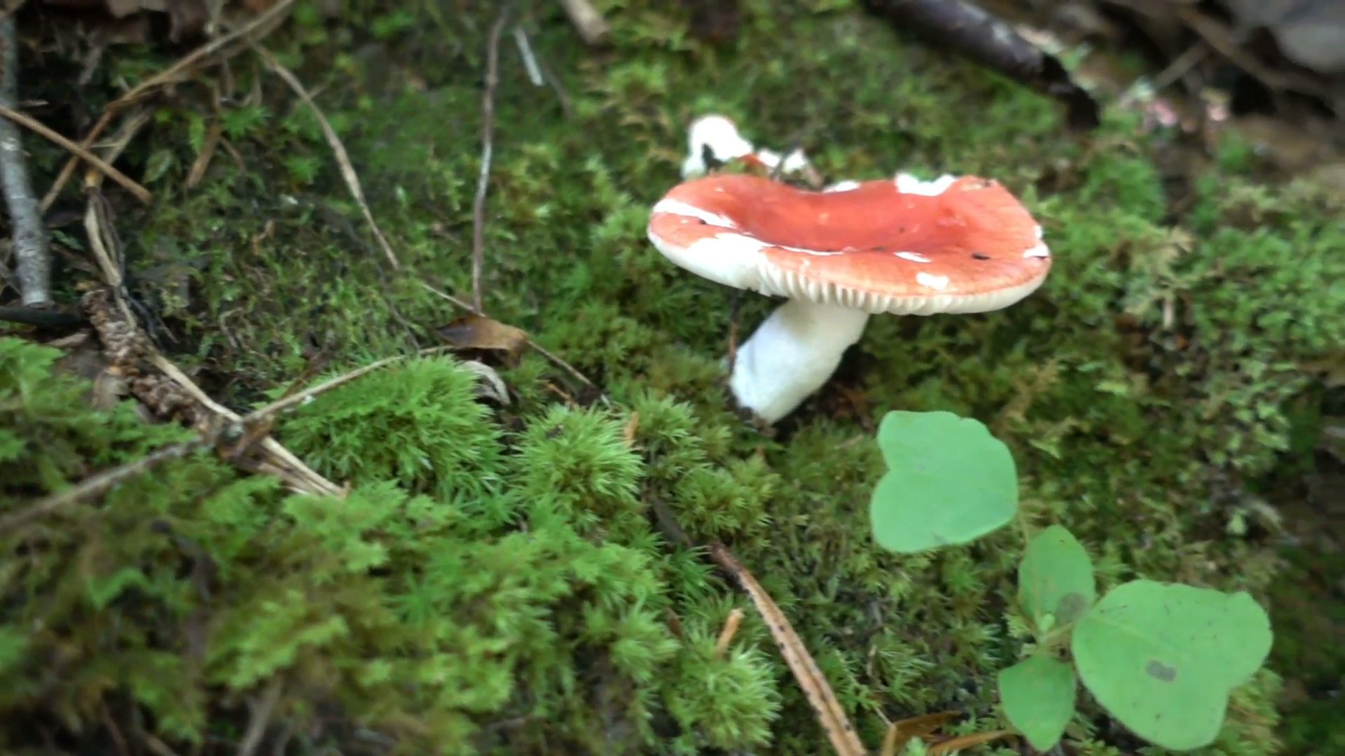 poison mushroom in forest fungi fungus Stock Video Footage - Videoblocks
