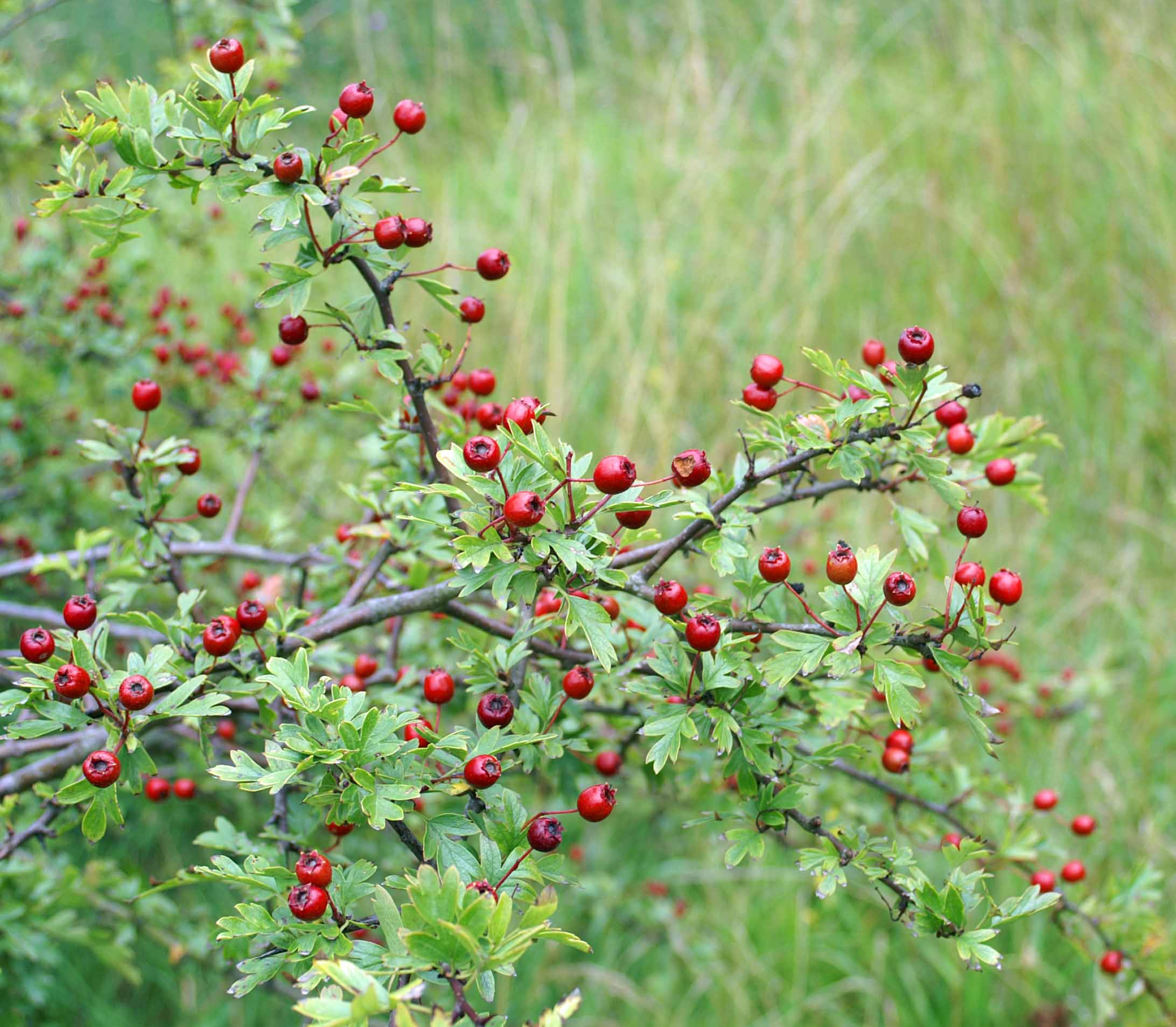 poisonous berries | everyday nature trails