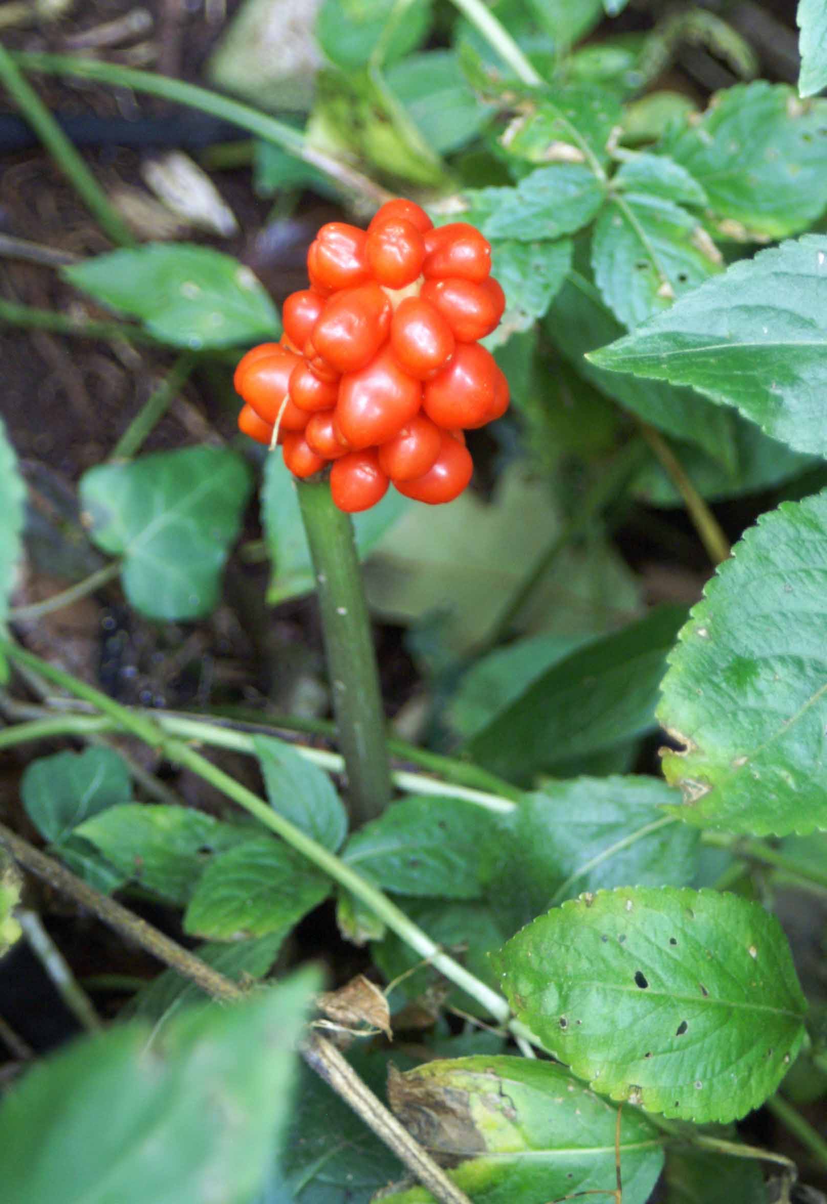 poisonous berries | everyday nature trails