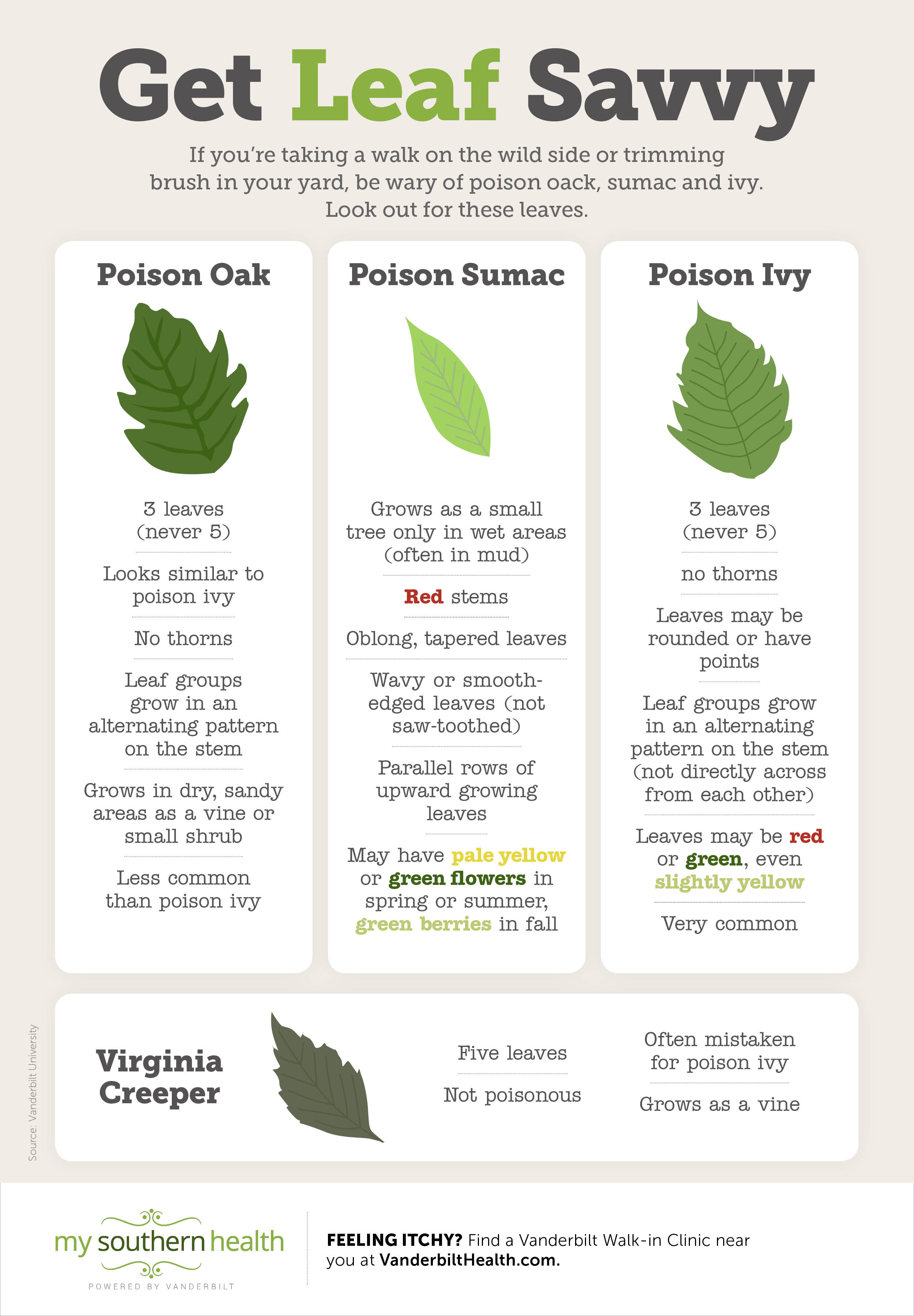 Infographic: Learn to Identify Poison Ivy, Oak, and Sumac