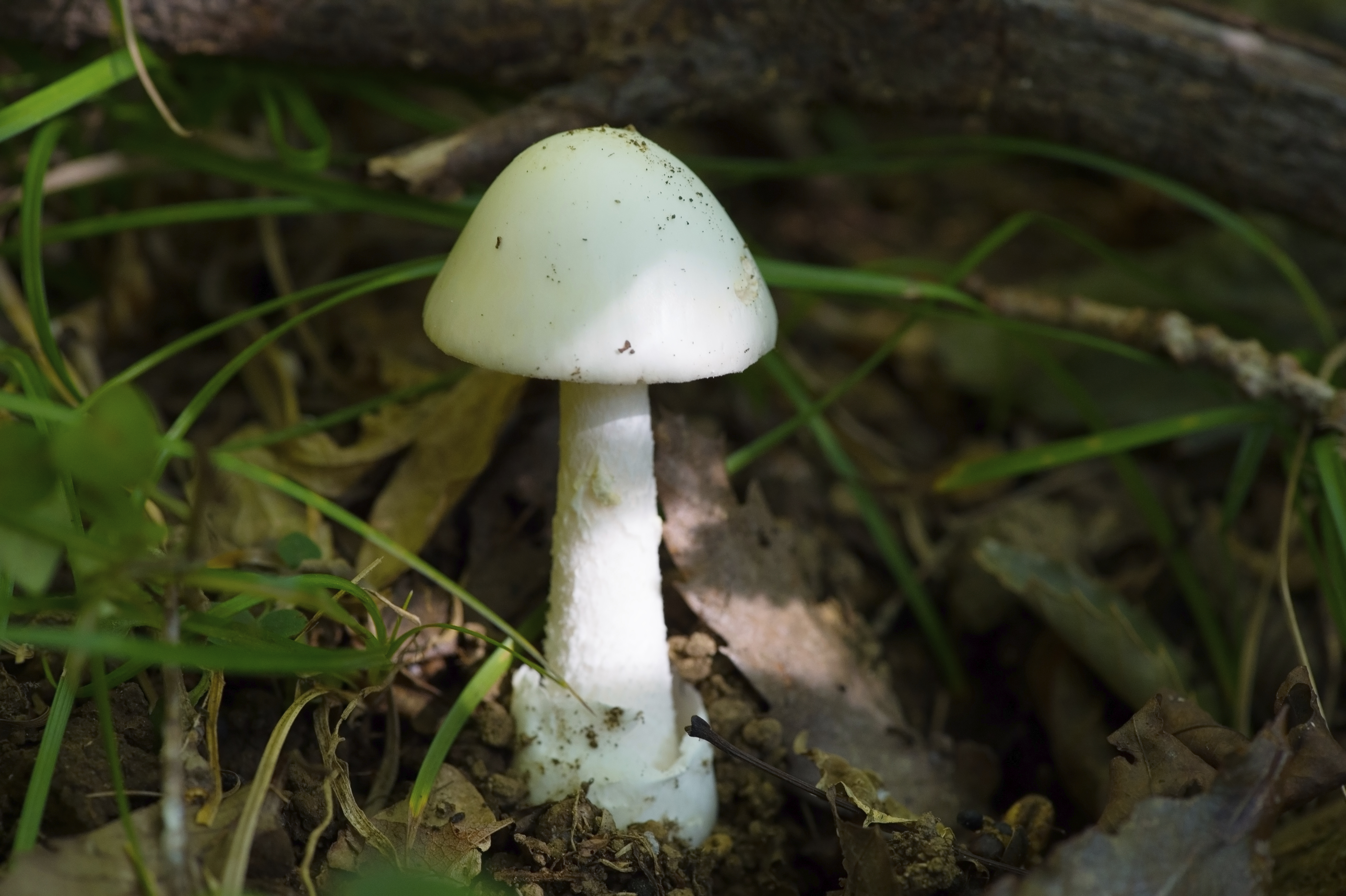 Toronto Public Health issues warning after resident eats poisonous ...
