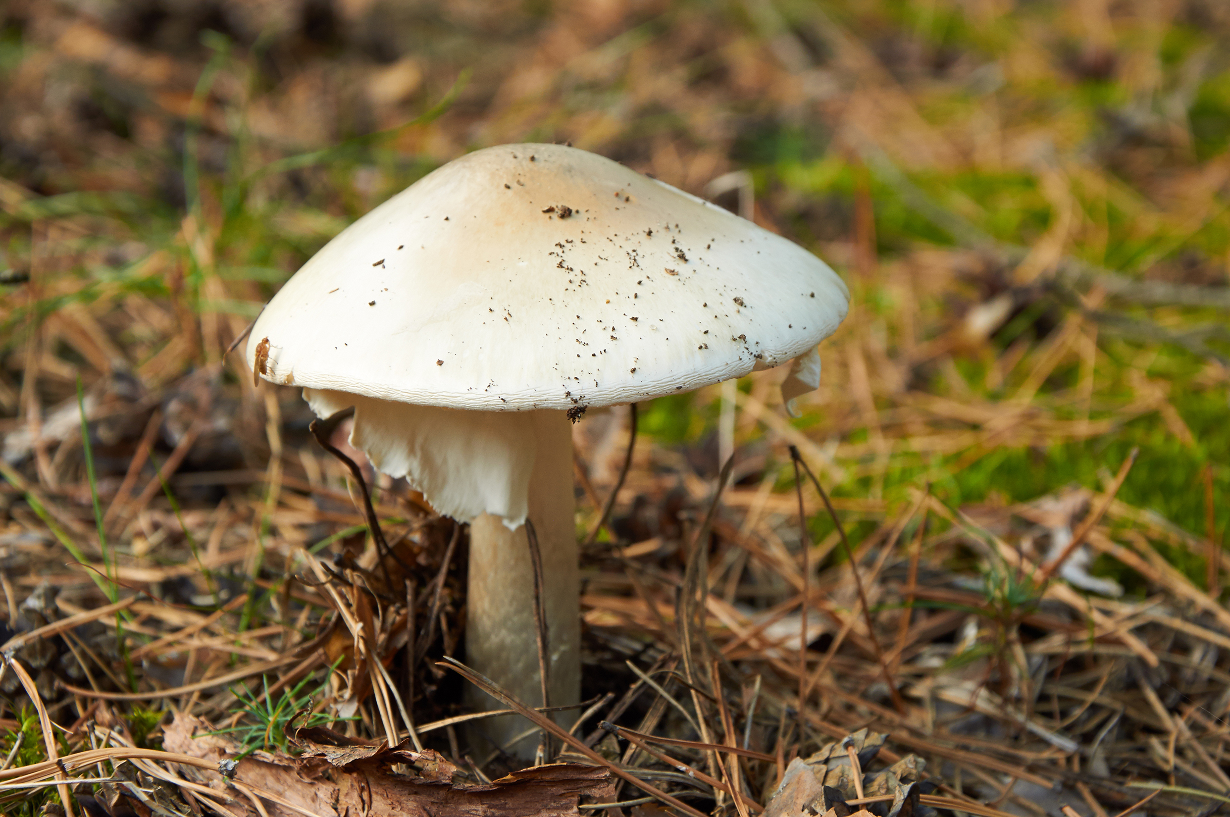 Boy dies after eating poisonous mushroom during family outing - NEWS ...