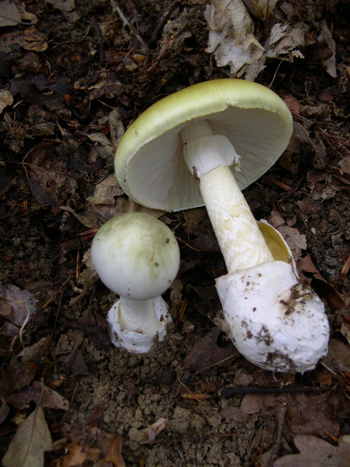 Mushroom poisoning - Wikipedia