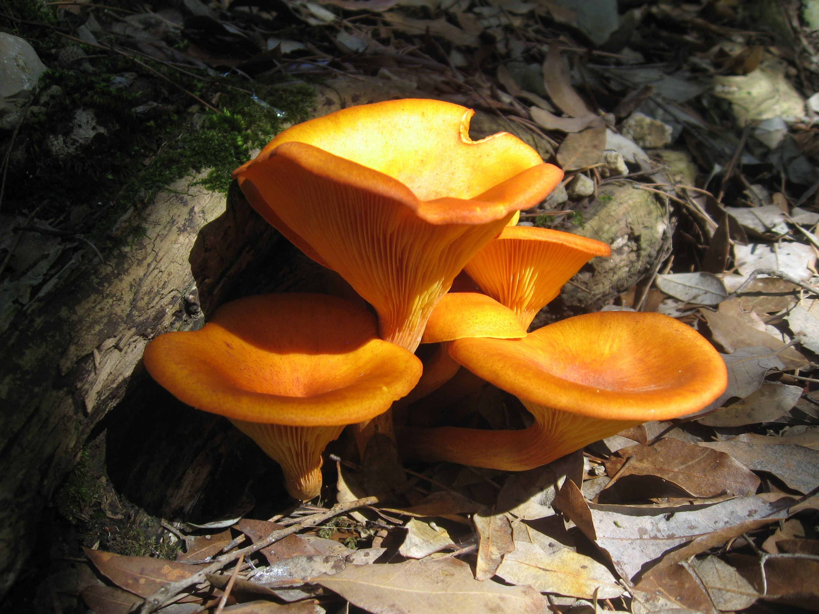 Jack-O-Lantern, a poisonous mushroom sometimes mistaken for a ...