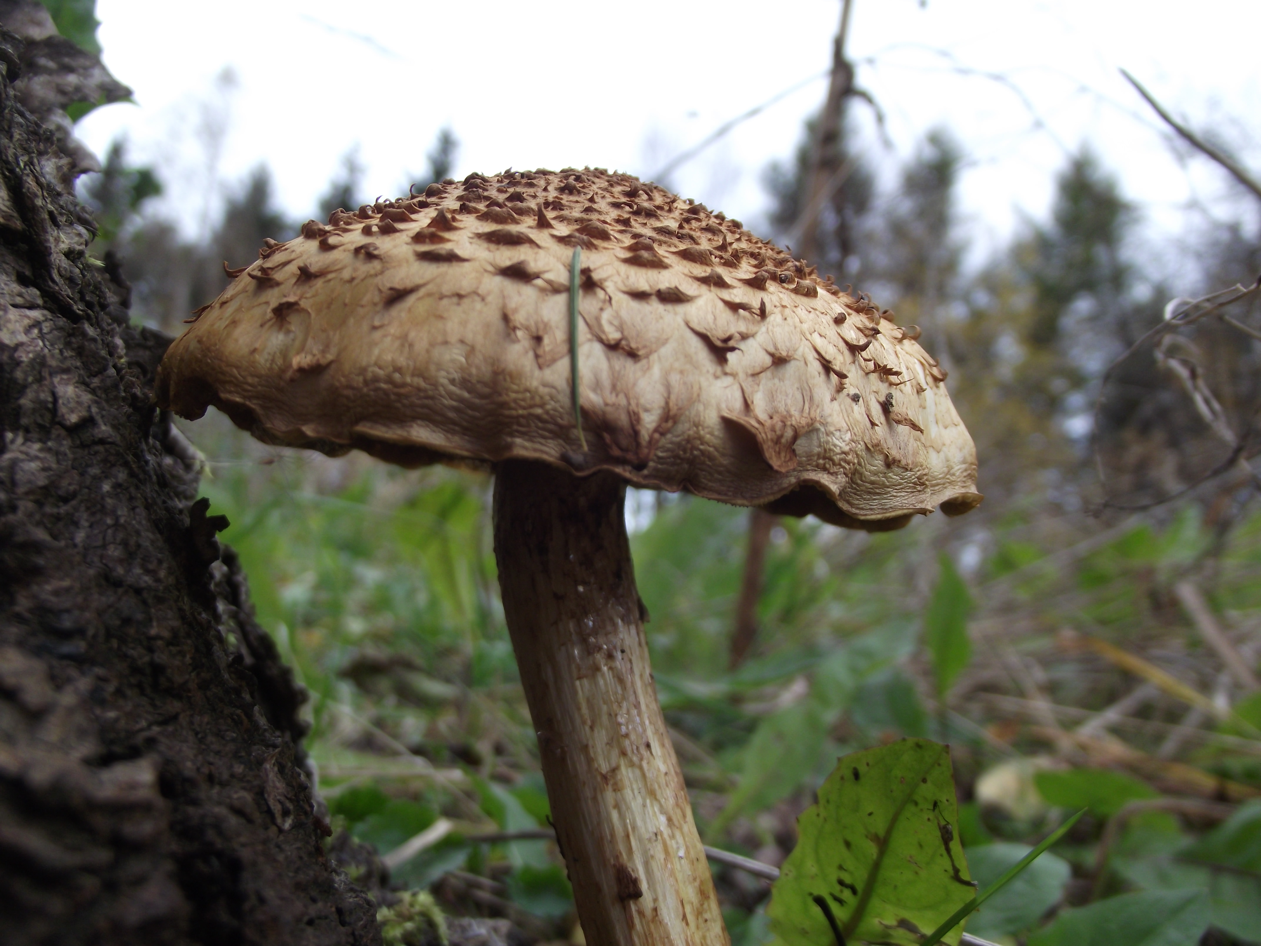 Poisonous mushroom., Autumn, Fungus, Mushroom, Poison, HQ Photo