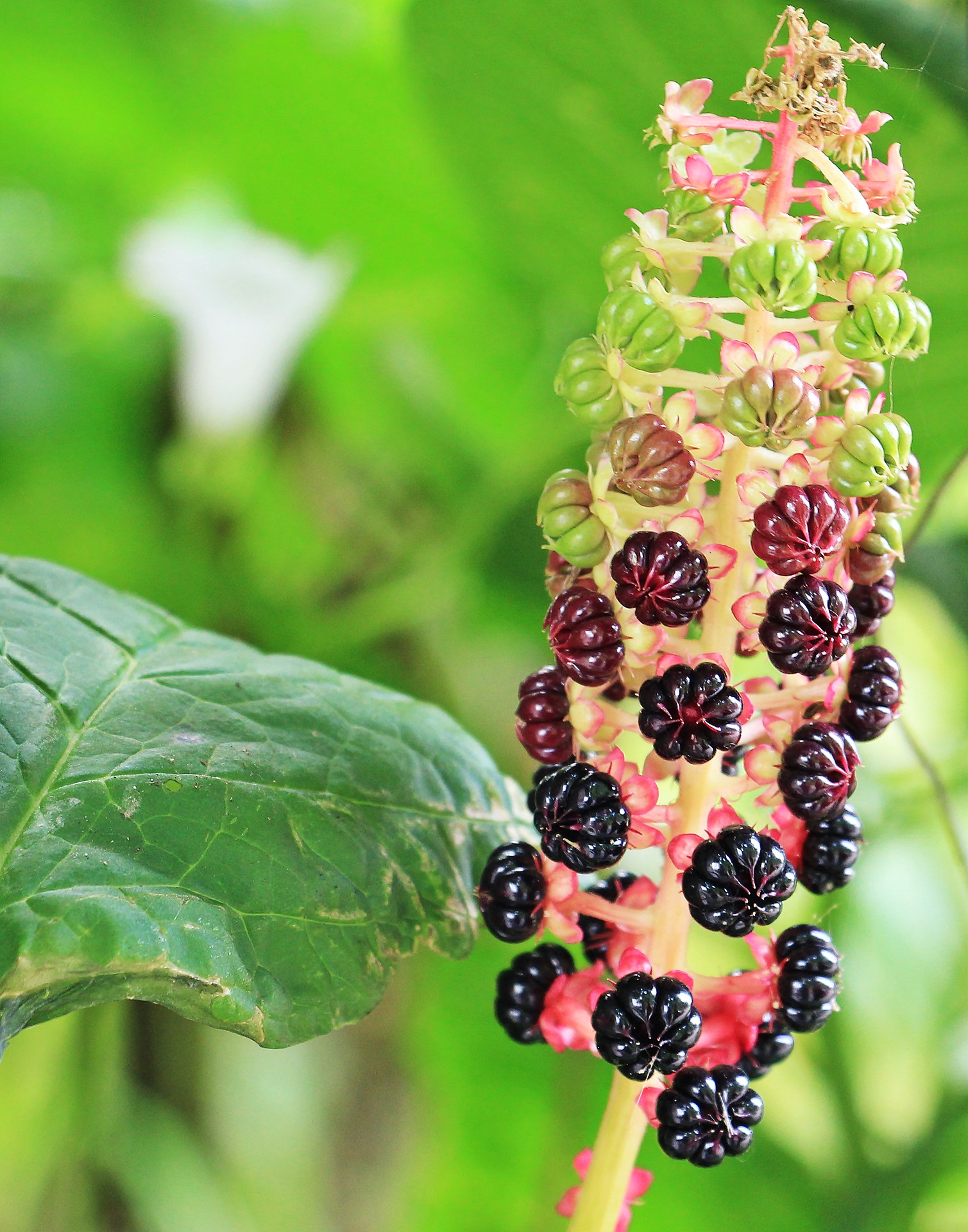 Pokeweed in the garden photo