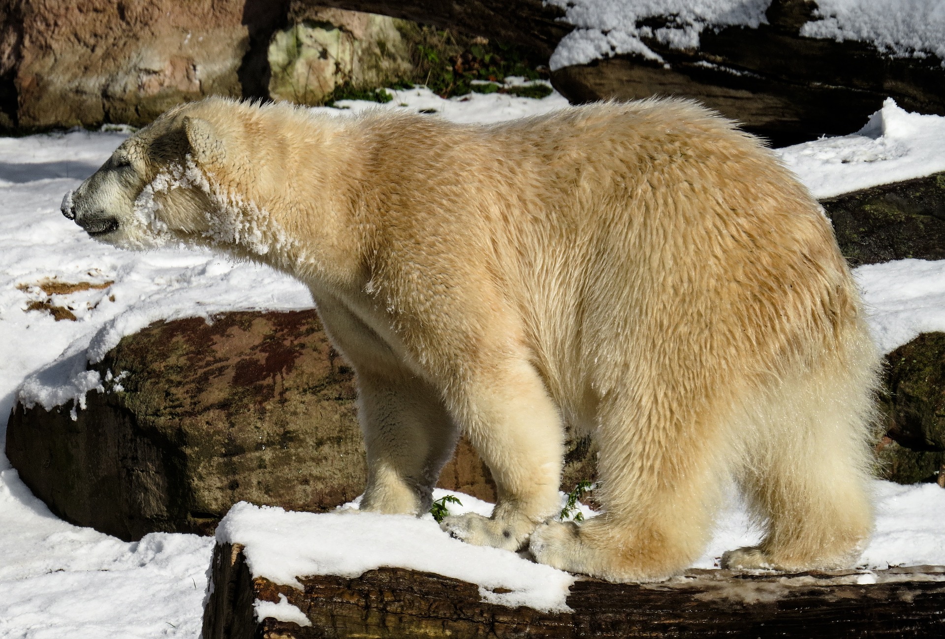 Polar Bear, Animal, Bear, Frozen, Ice, HQ Photo