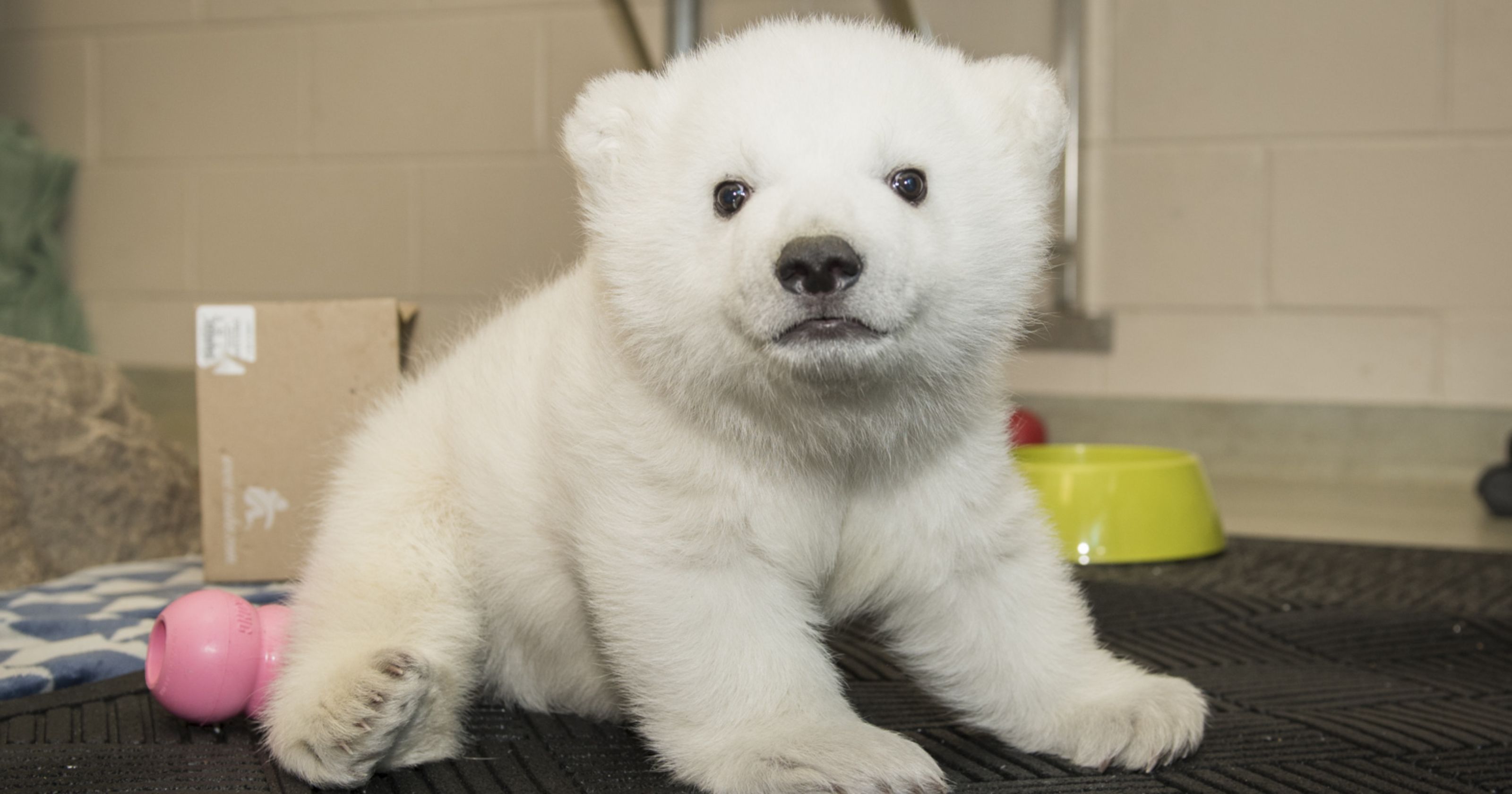 Hello, Nora! Columbus Zoo names polar bear cub