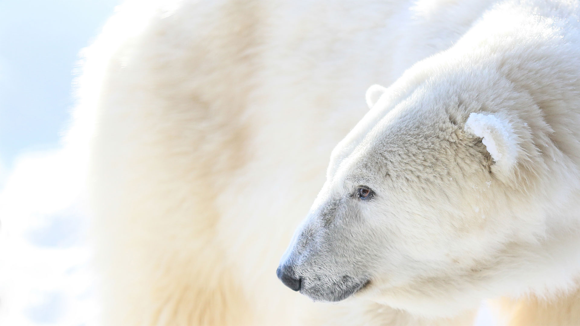 Polar Bear Watching Holidays - Natural World Safaris