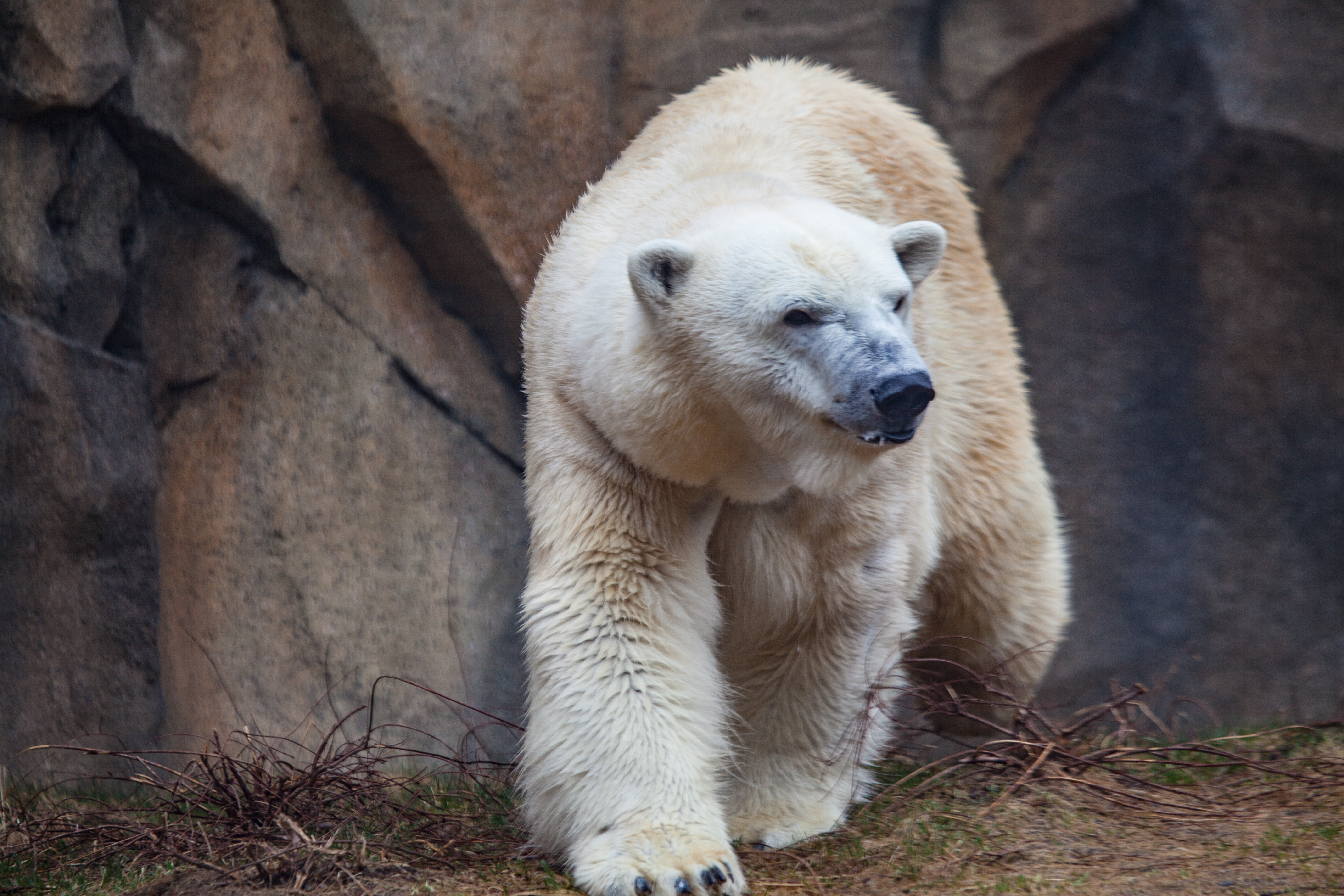 Say goodbye to Kobe Lincoln Park Zoo's female polar bear | Show Me ...