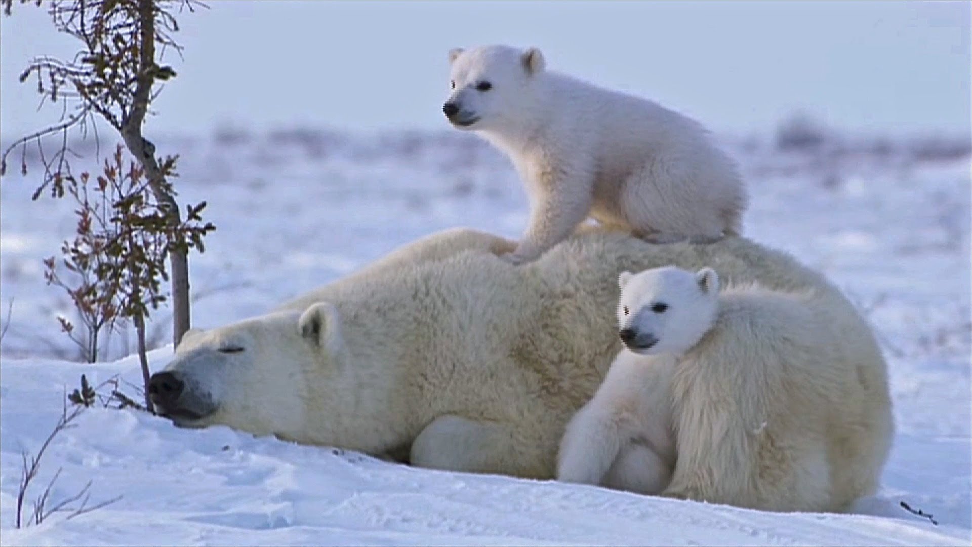POLAR BEAR LOVE: Cute polar bear cubs lovin' up their mamma - YouTube