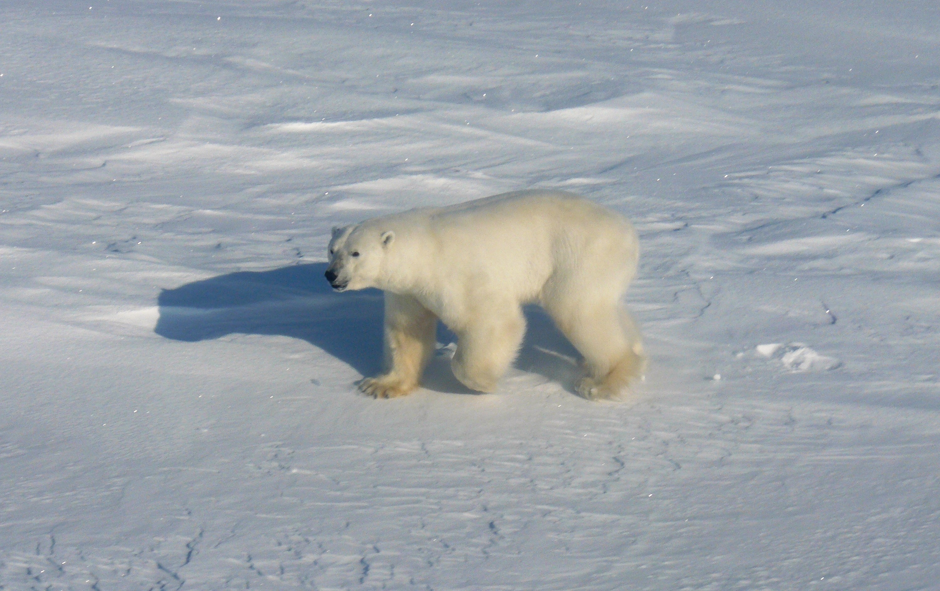Polar Bear Energetics | Anthony Pagano
