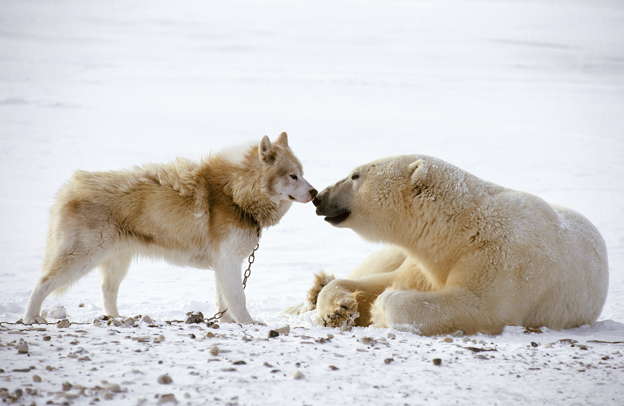 Polar Bear and Sled Dog Playing Video | PEOPLE.com