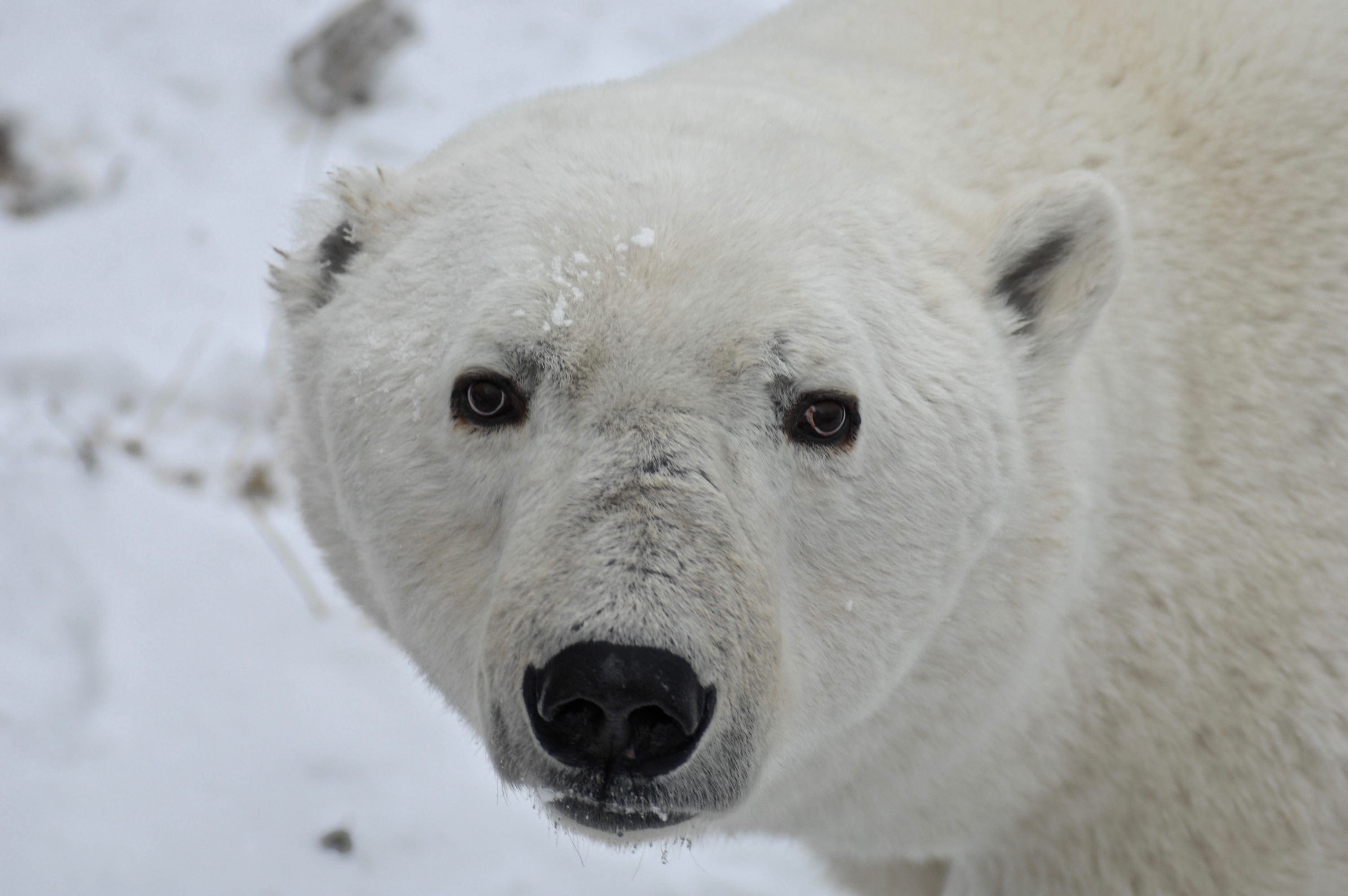 Polar Bear | International Association for Bear Research and Management