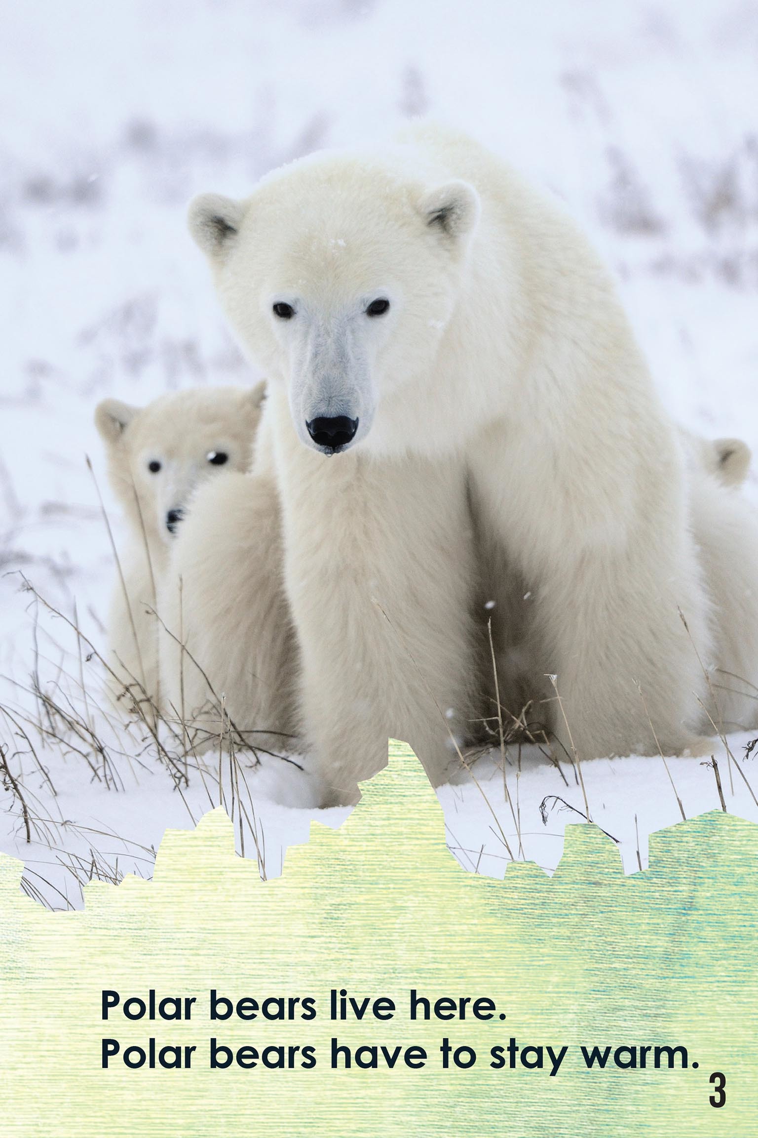 How the Polar Bear Hunts by Robbie Byerly, Jayson Fleischer ...