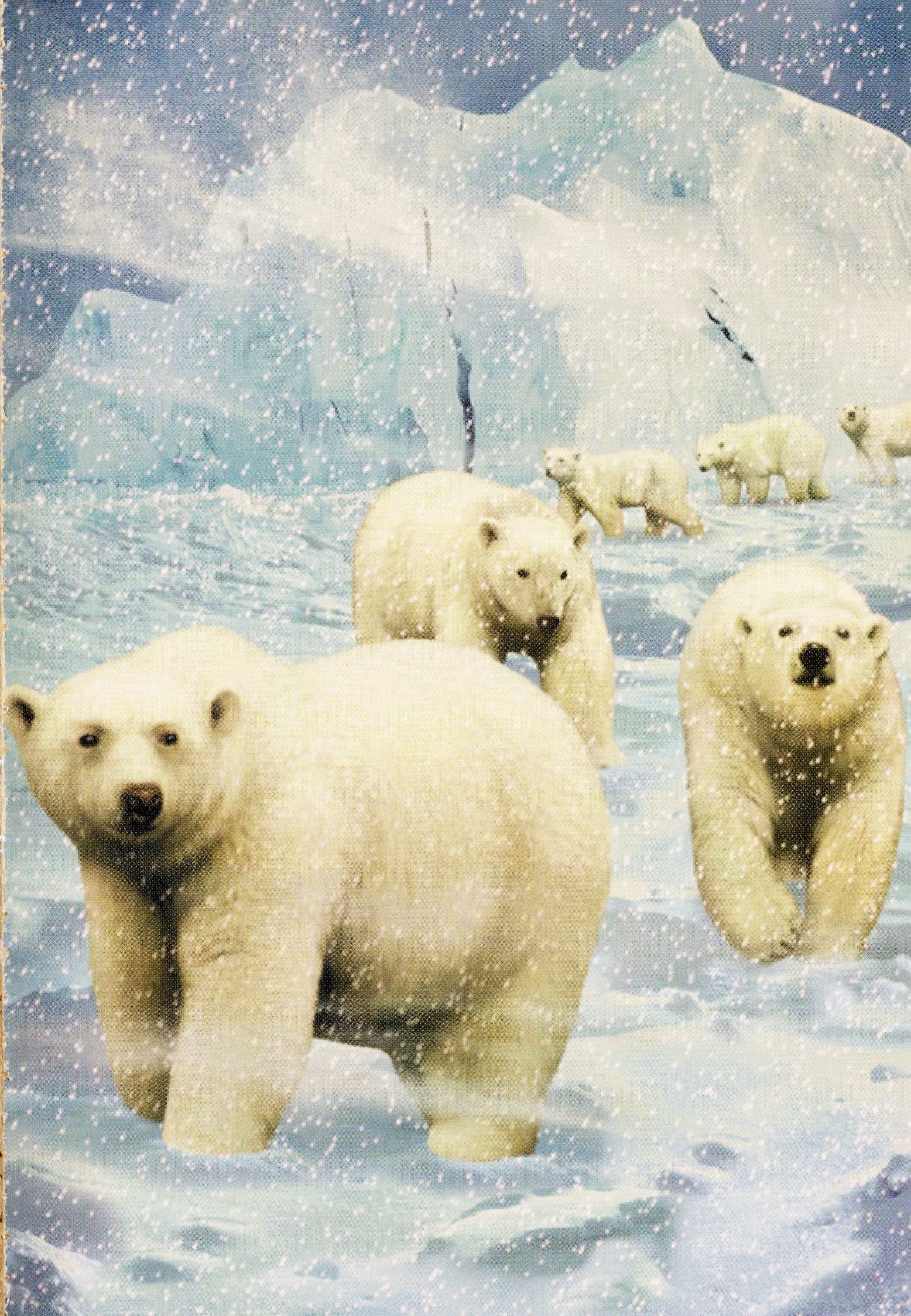 Polar Bear | Seerowpedia | FANDOM powered by Wikia