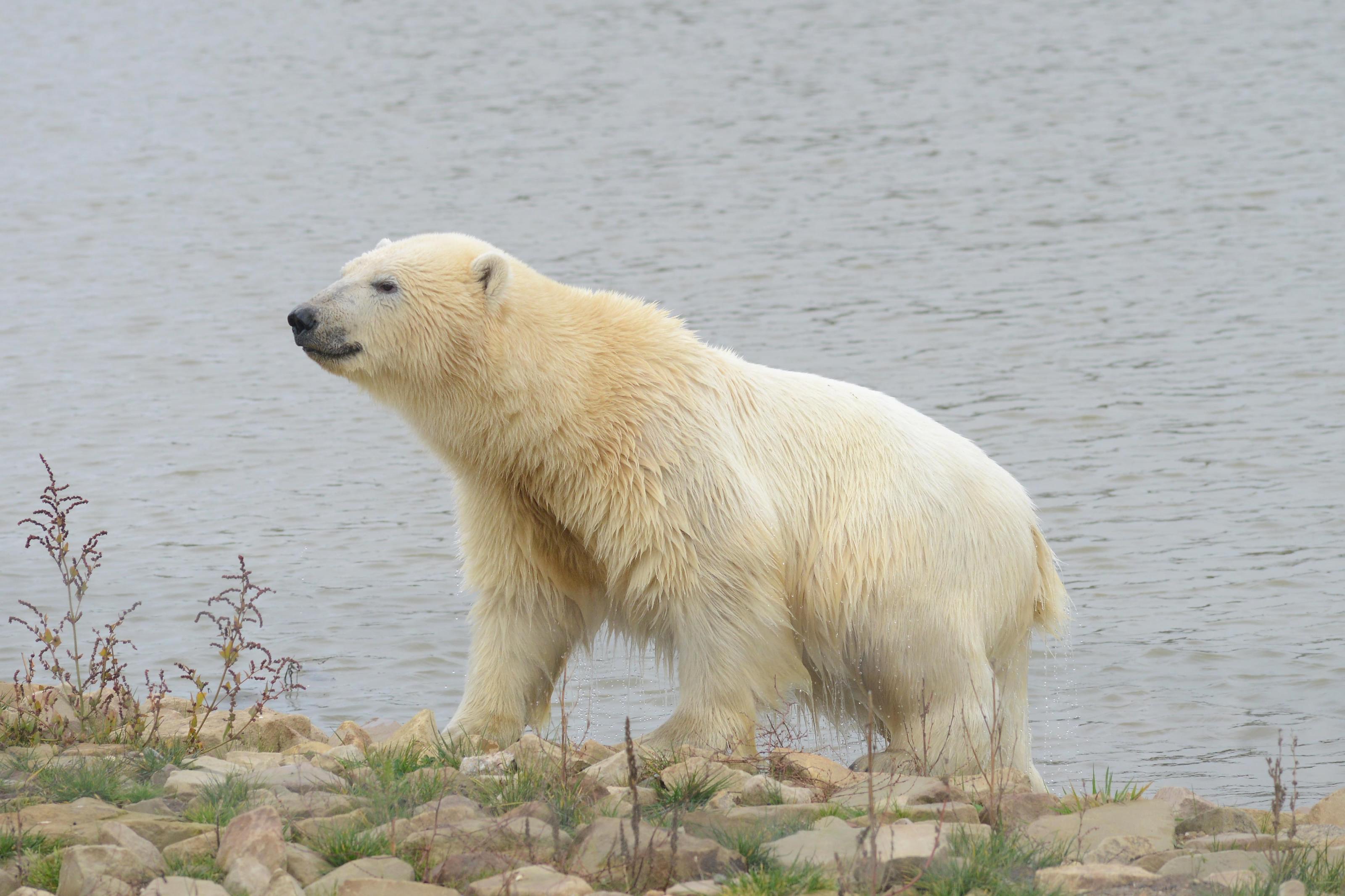 Win a polar bear experience! | AnimalAnswers.co.uk - Everything you ...