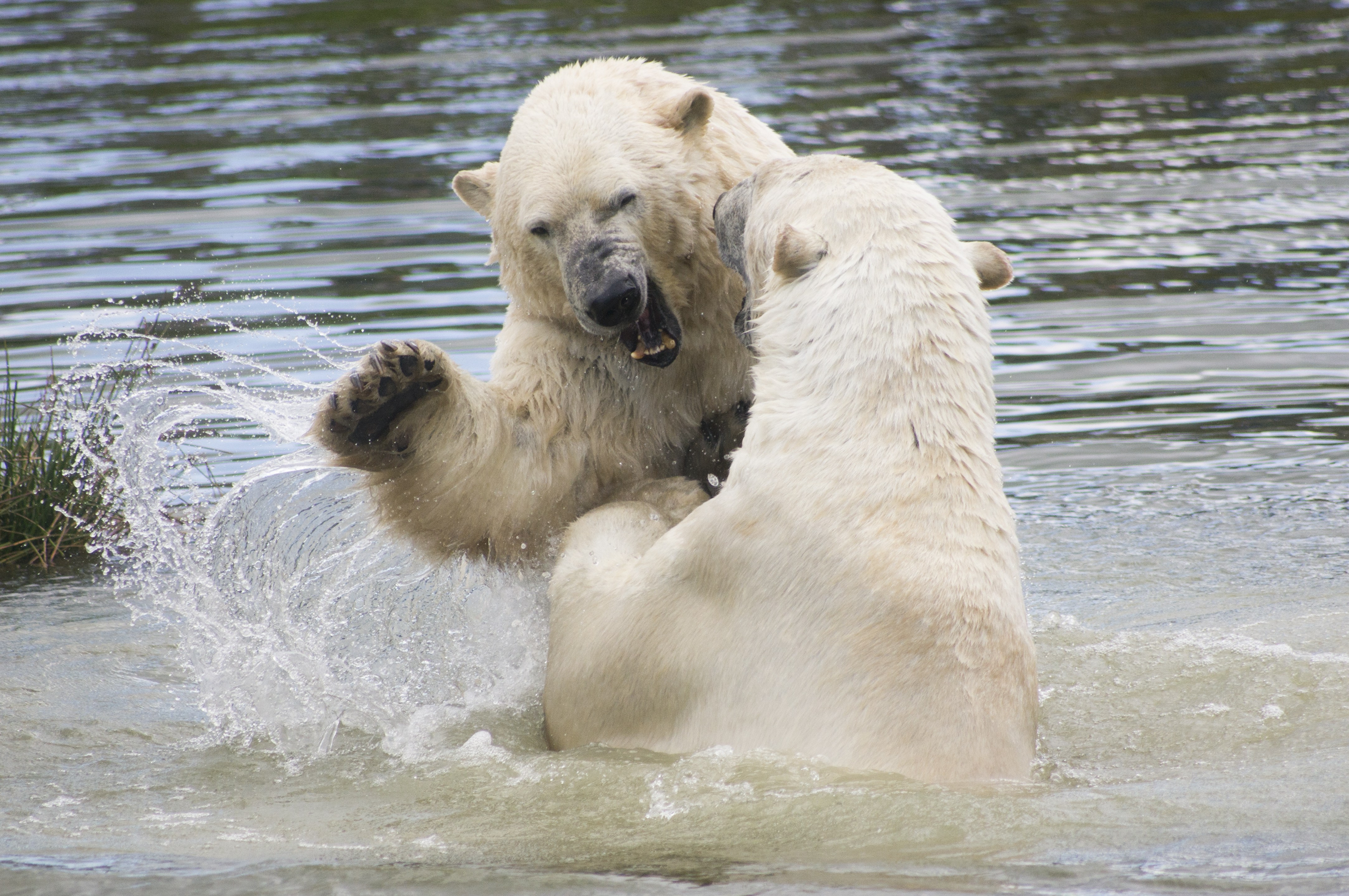 Free photo: Polar Bears - Animal, Bear, Frozen - Free Download - Jooinn