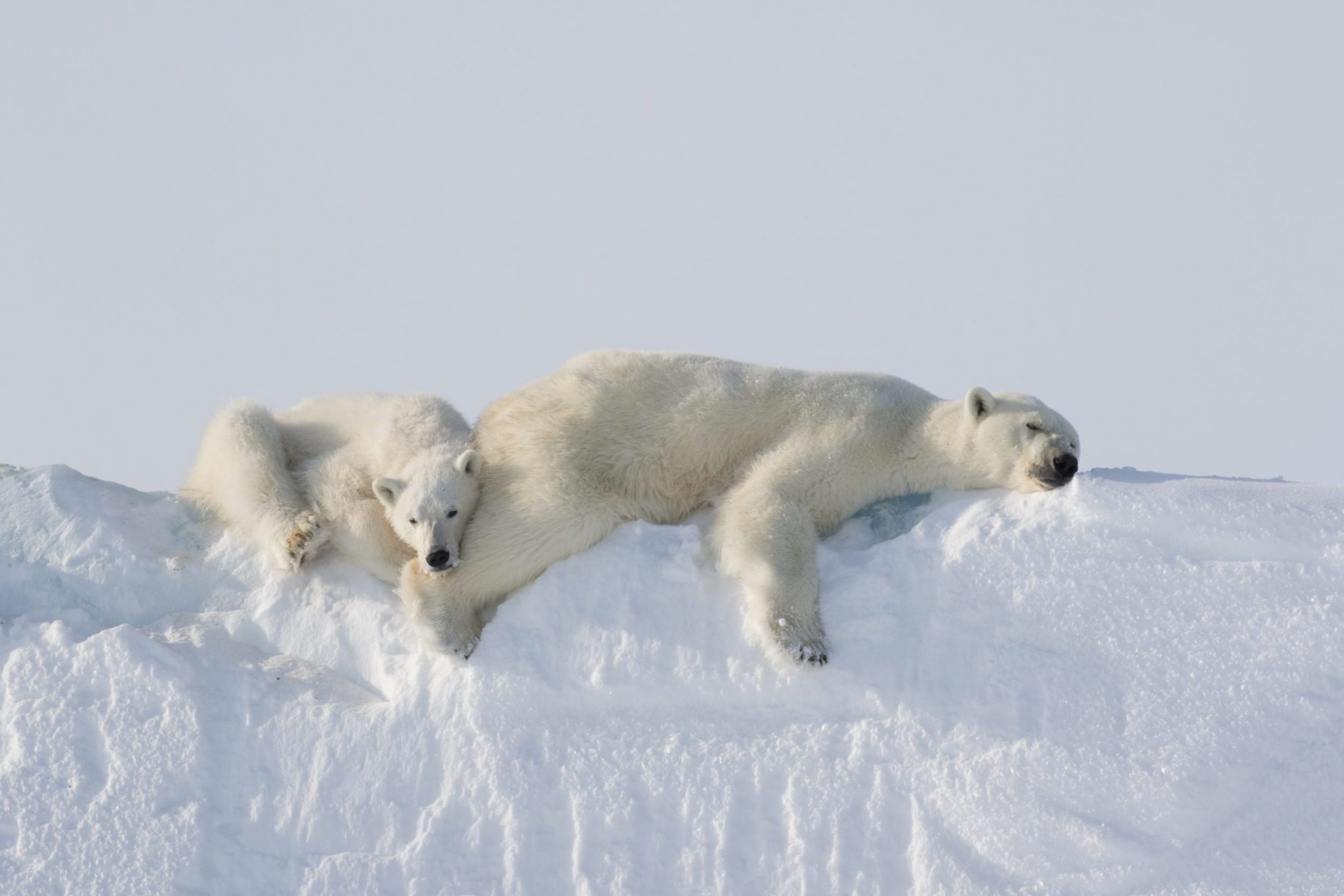 Polar bears photo