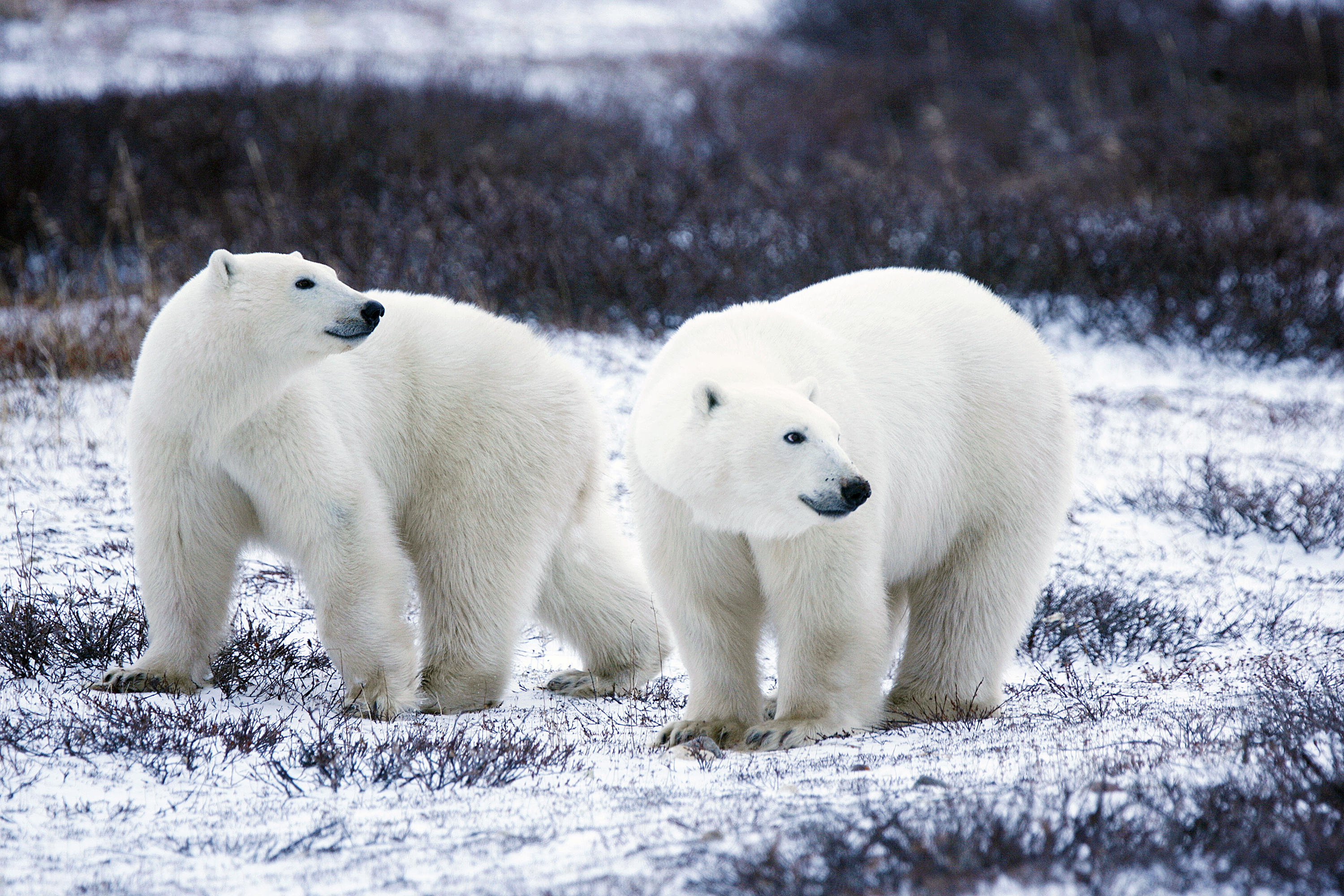 U.S. Fish & Wildlife Service - CITES CoP16 Polar Bears