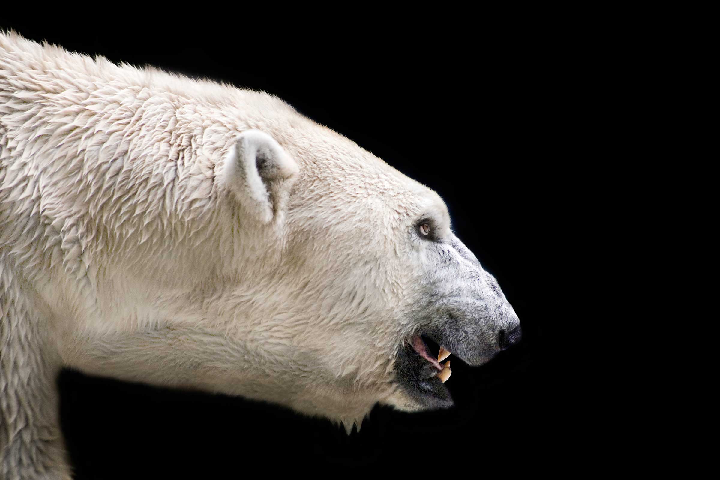 How One Man Escaped a Polar Bear Attack | Reader's Digest