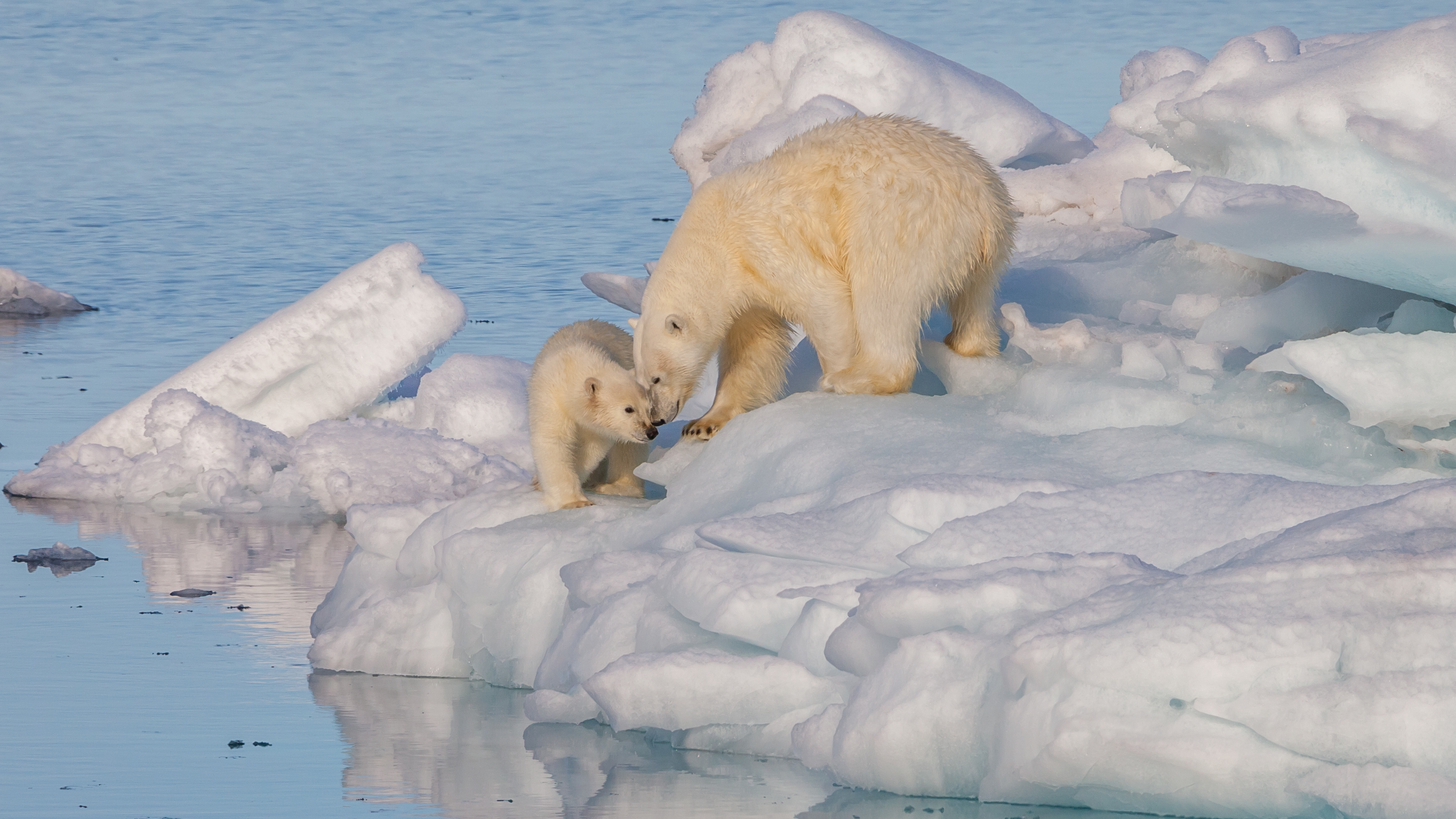 Polar Bears, Ringed Seals, and the Complex Consequences of Climate ...