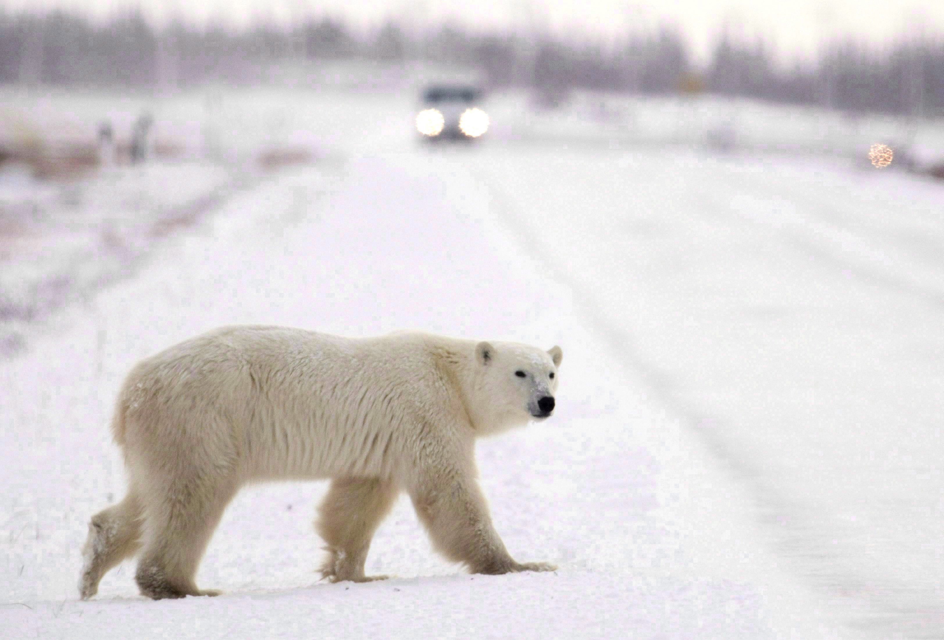 Blog: About that bear – Why the media keeps getting the Arctic wrong ...