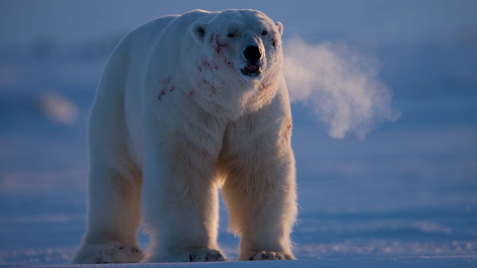 Realm of the Polar Bear - Natural World Safaris