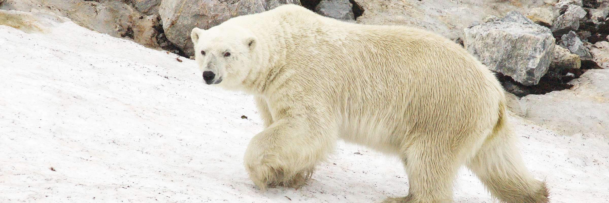 Polar Bears in Svalbard: Where to See Them & What's Being Done to ...