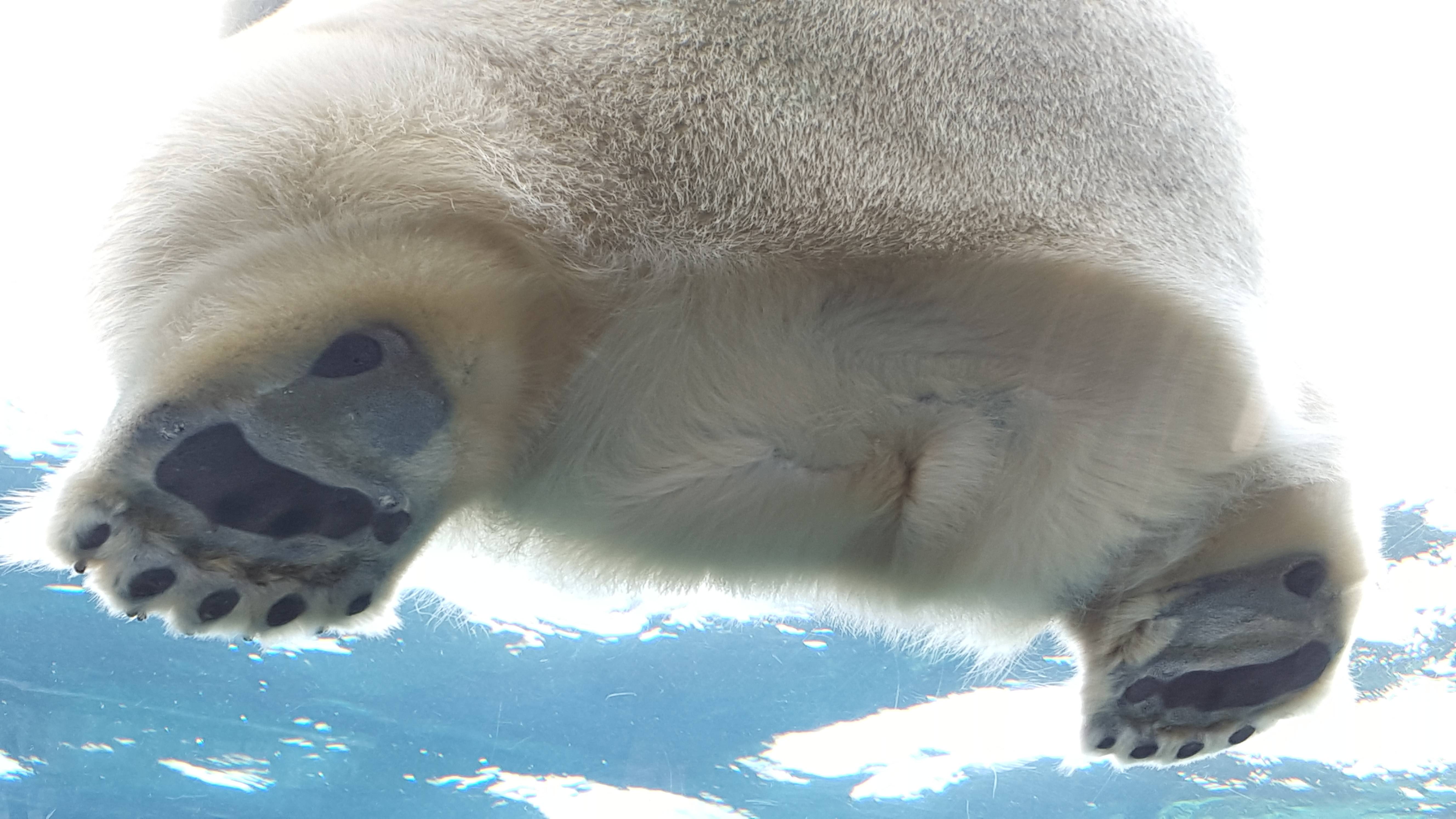Free photo: Polar Bears - Animal, Bear, Flow - Free Download - Jooinn
