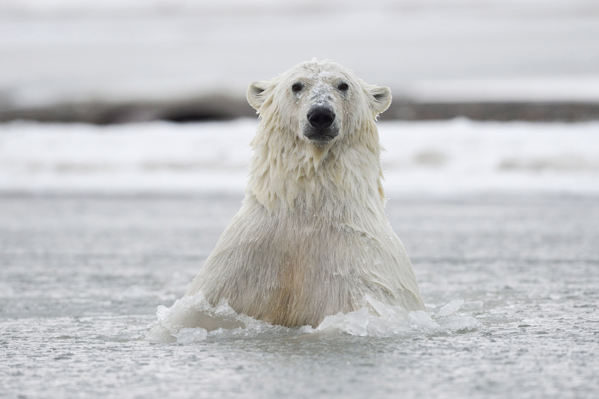 Polar bear photo tour | Alaska polar bear photography workshop ANWR
