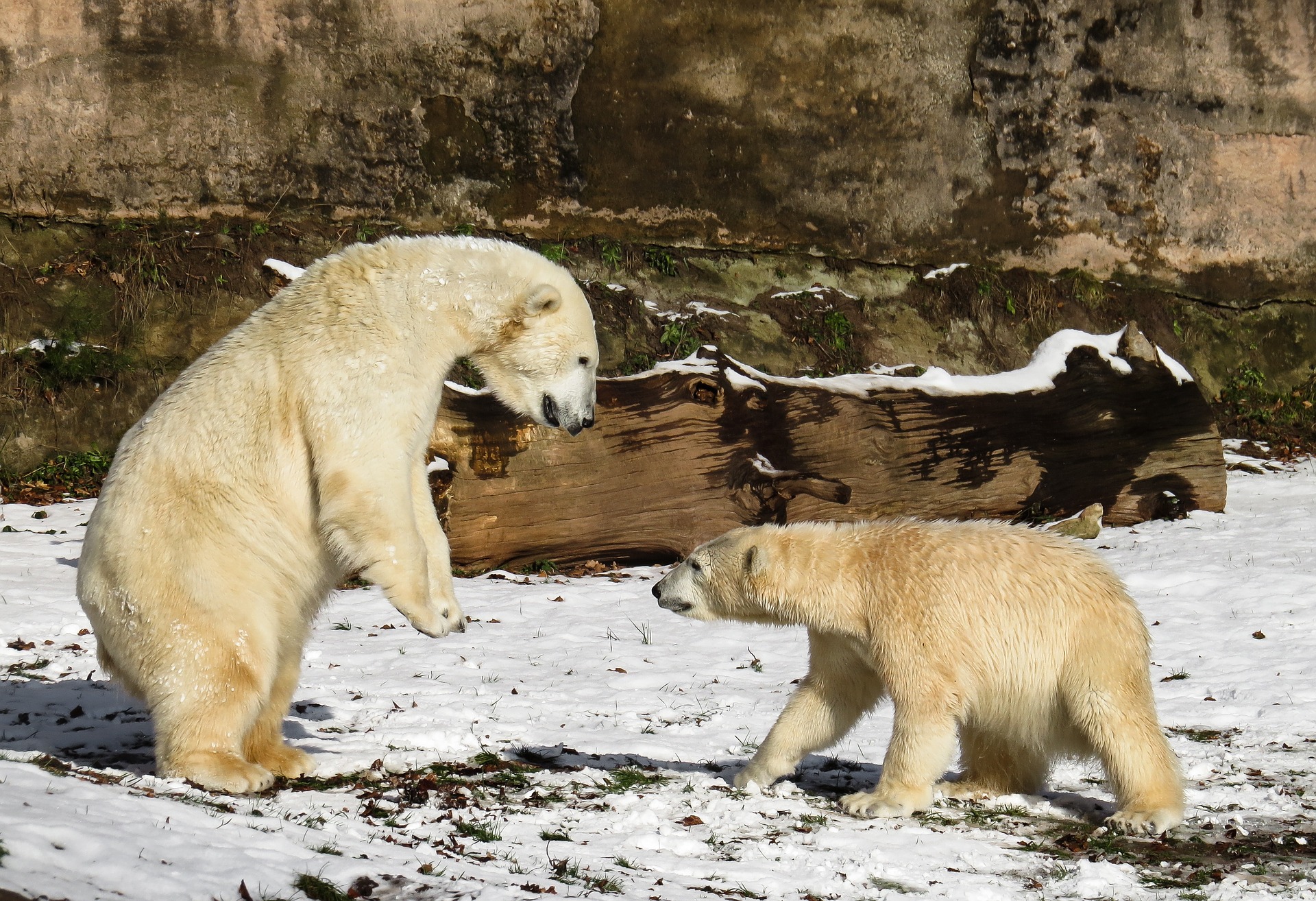 Polar Bear, Animal, Bear, Frozen, Ice, HQ Photo