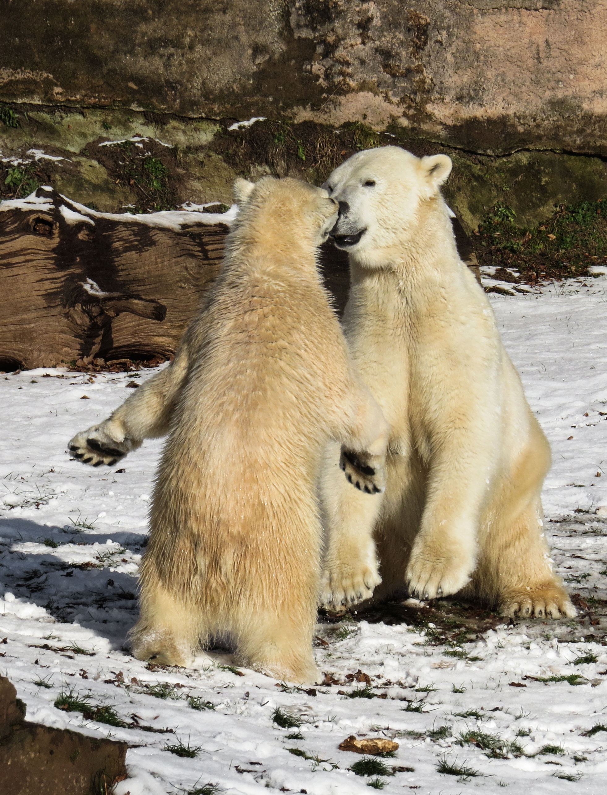 Дикая природа белого медведя. Полярный медведь. Белый медведь в дикой природе. Млекопитающие животные медведь белый. Брачные игры медведей.