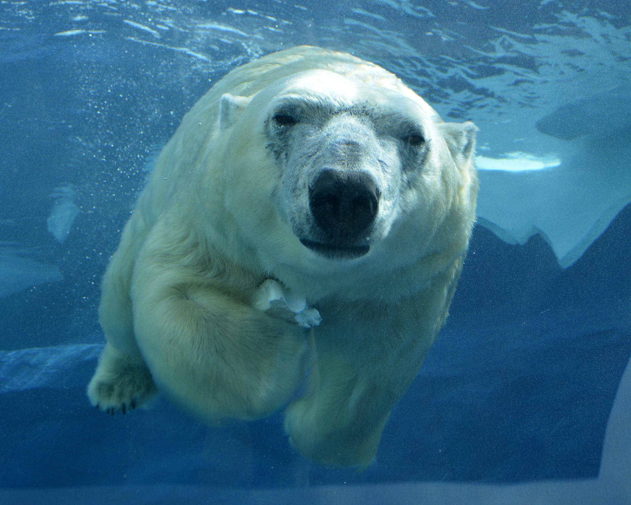 Photos: Lincoln Park Zoo Welcomes New Polar Bear Talini | Chicago ...