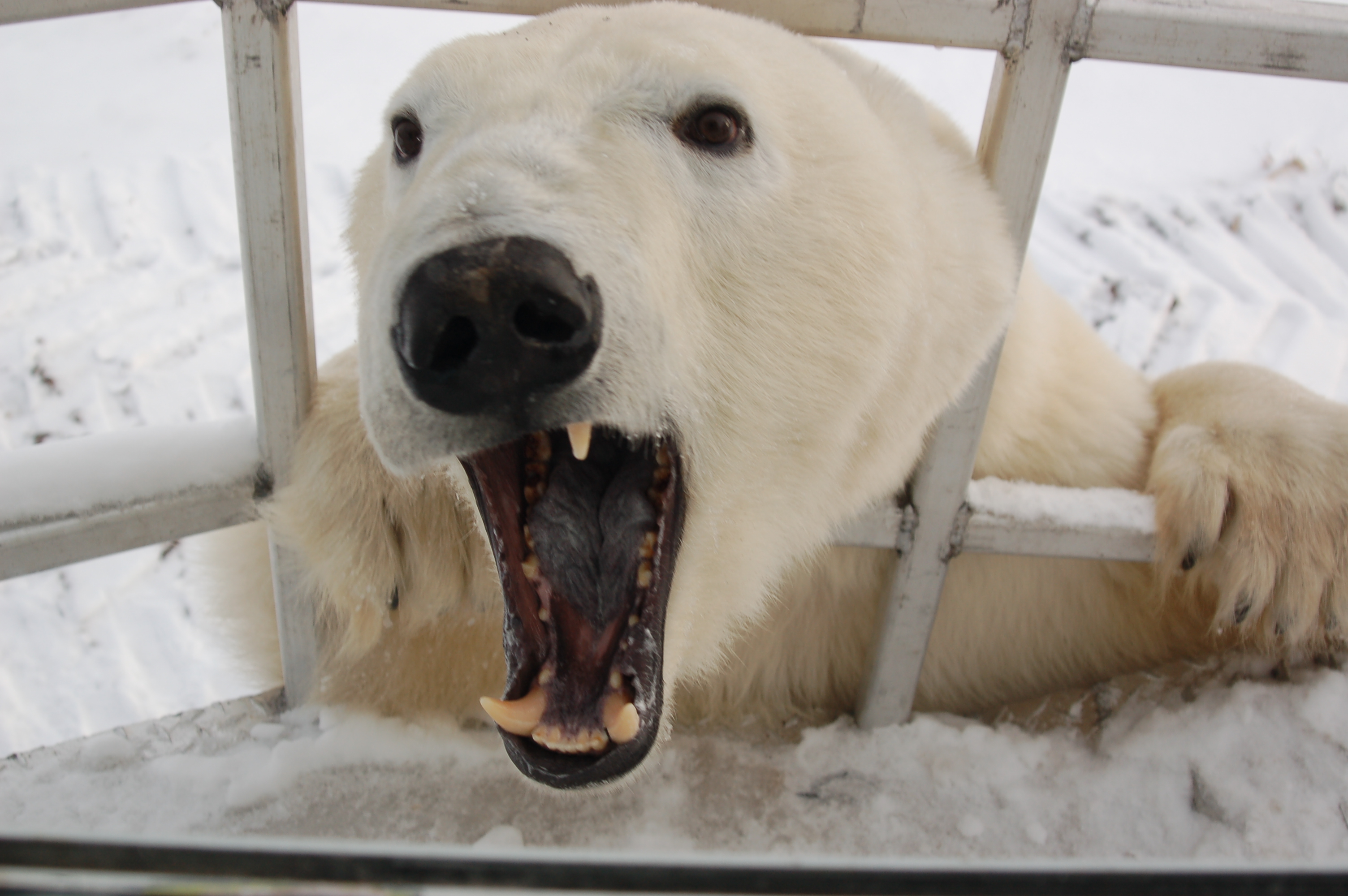 Three Churchill Polar Bear Scares | Churchill Polar Bears