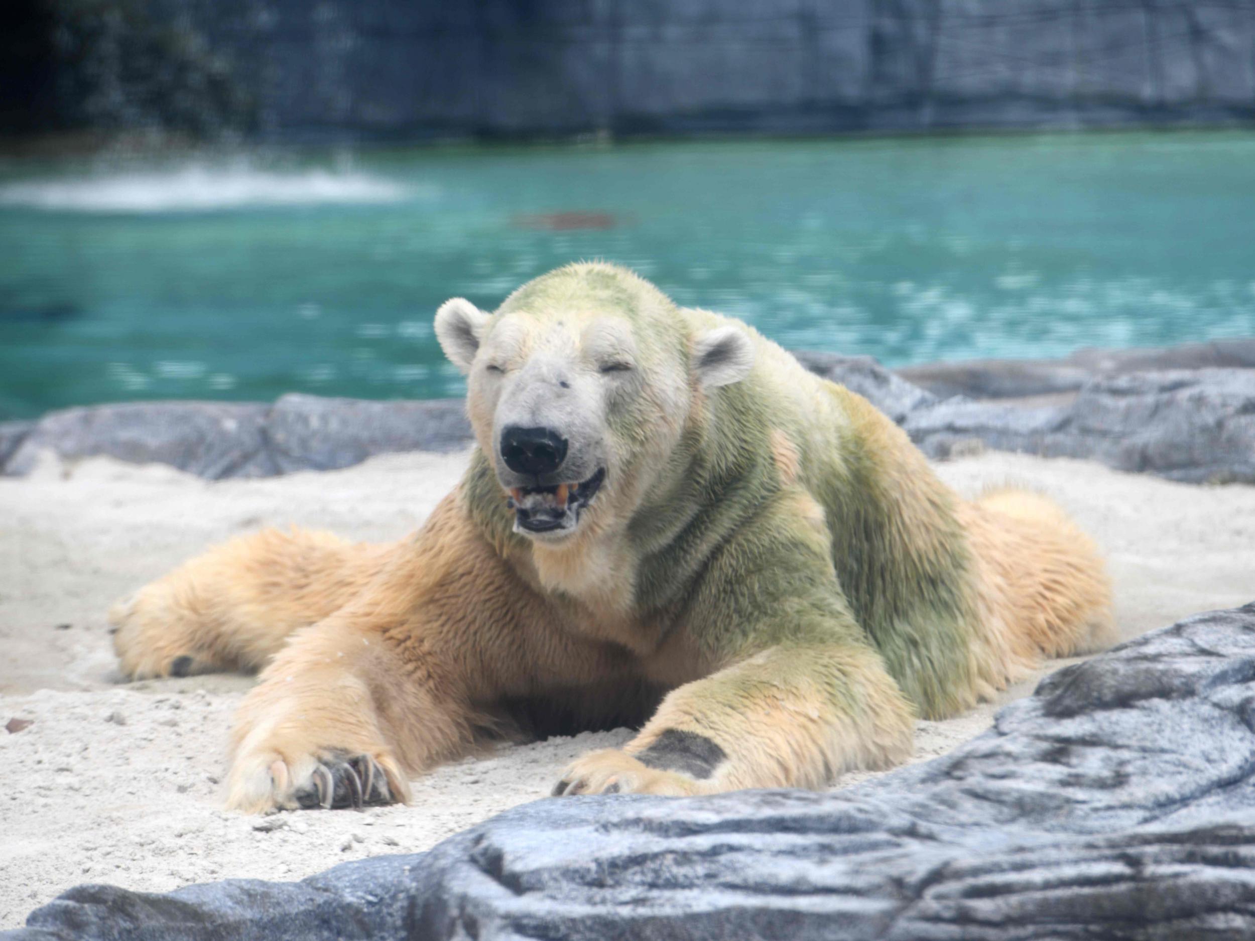 First 'tropical' polar bear put down after five-year health battle ...