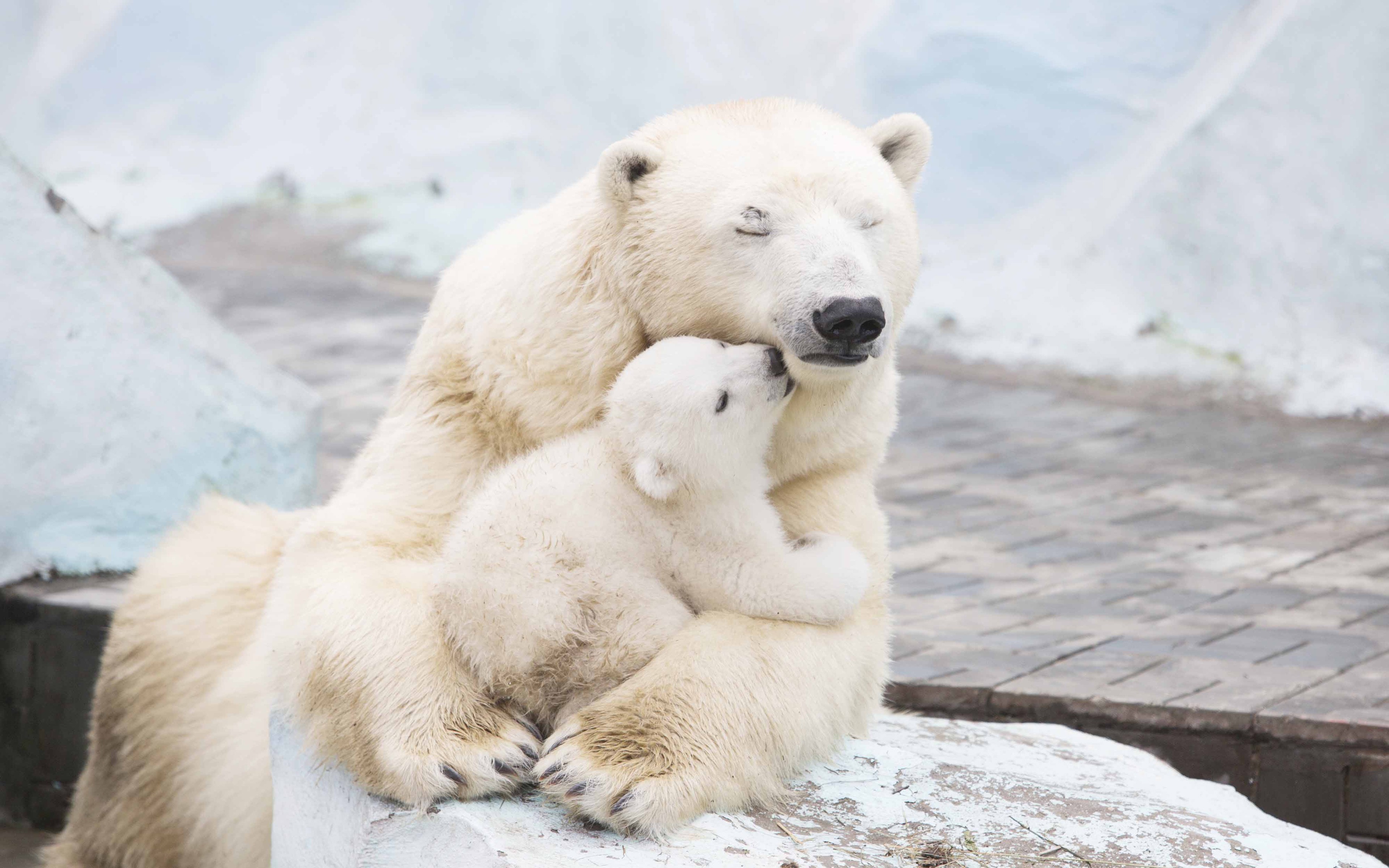Wallpaper Polar bears, Cub, 4K, Animals, #3837