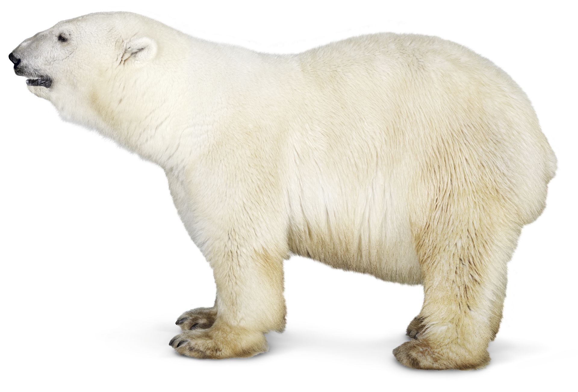 Facts About Polar Bears | Polar Bear Diet | DK Find Out