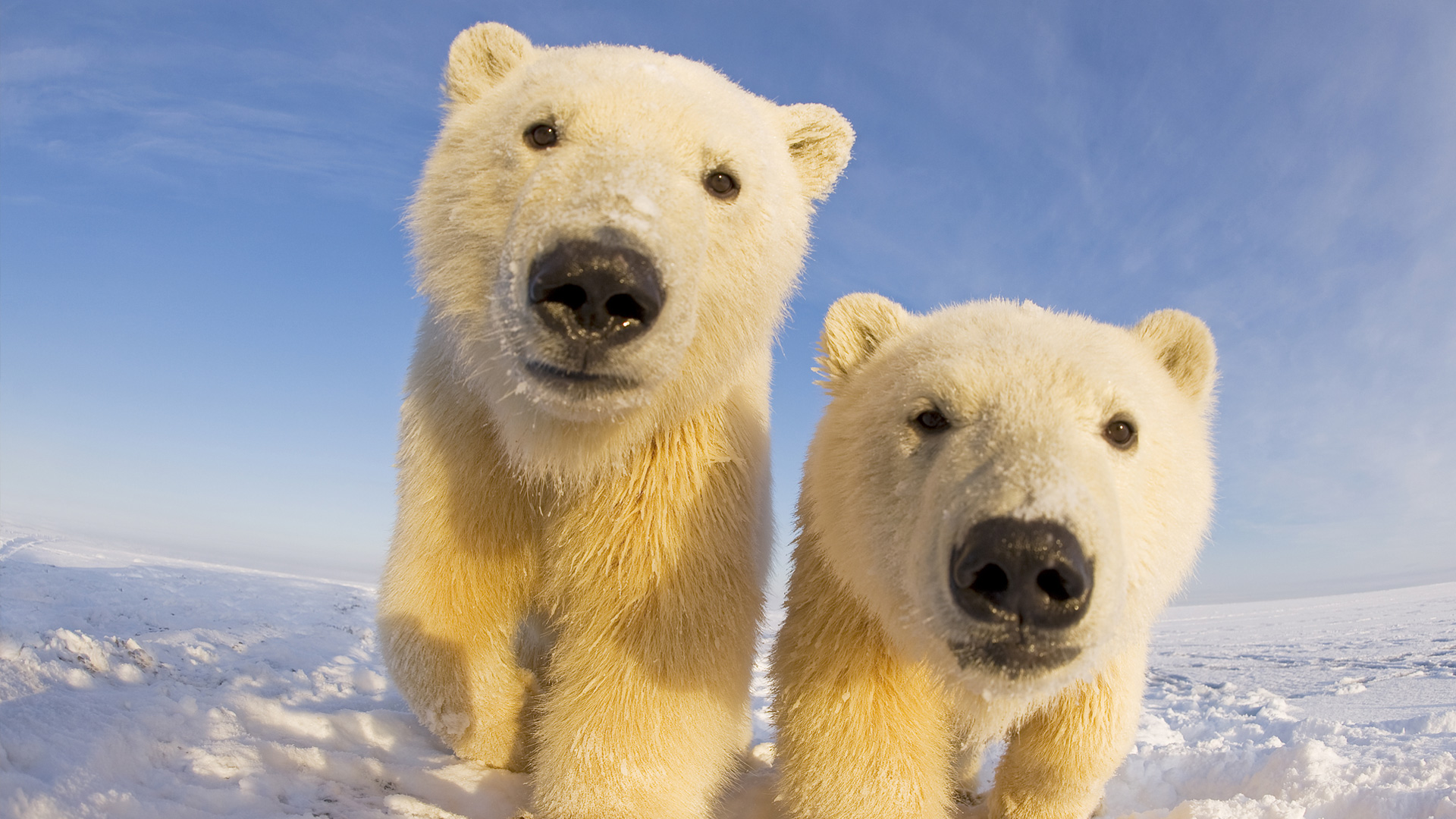 Polar bear survey shows good news, but worrying trends | WWF