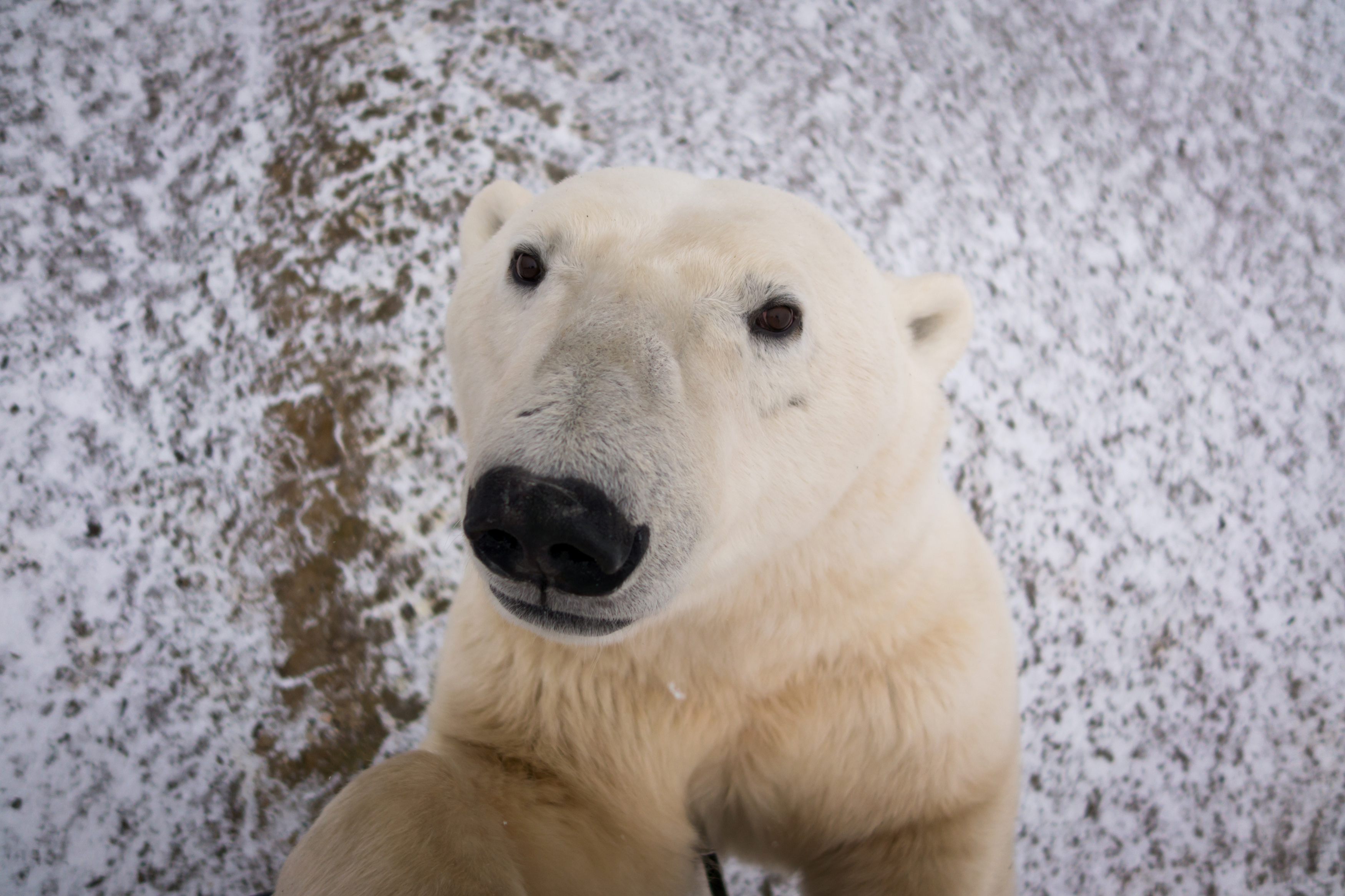 Incredible close-ups of nosey polar bear investigating camera ...
