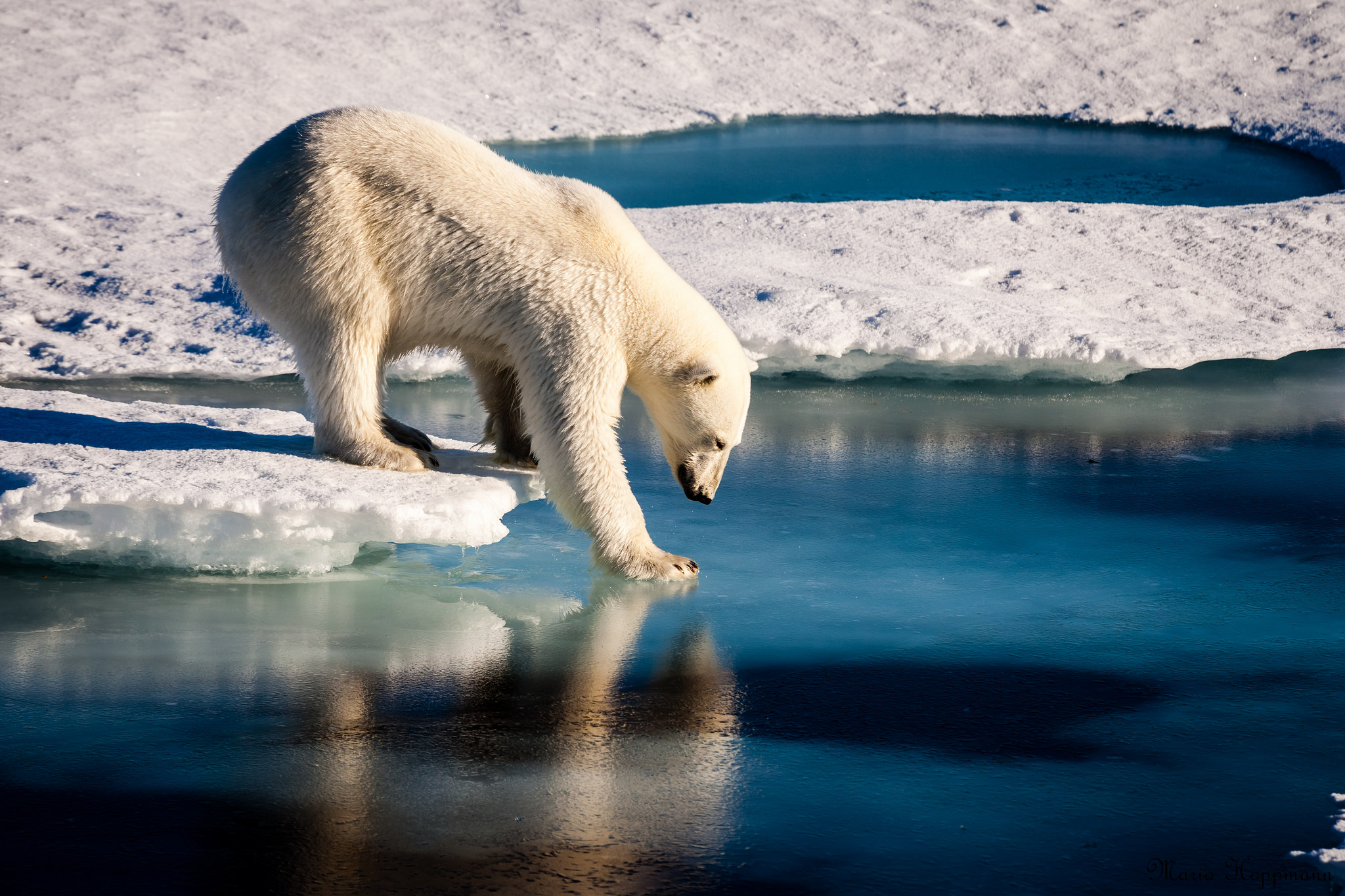 Polar Bears Face Shorter Sea Ice Season | NASA