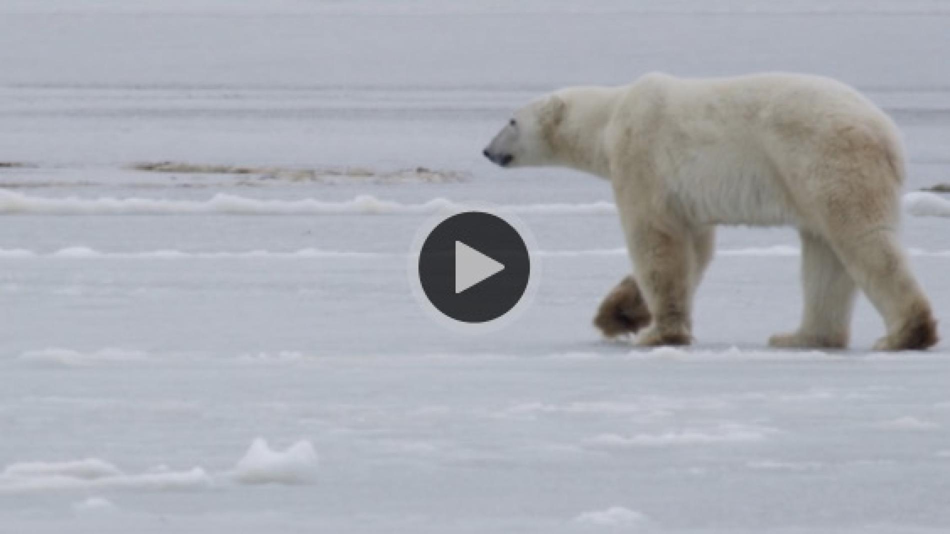Watch Explorers Track Struggling Polar Bears Across Russian Arctic