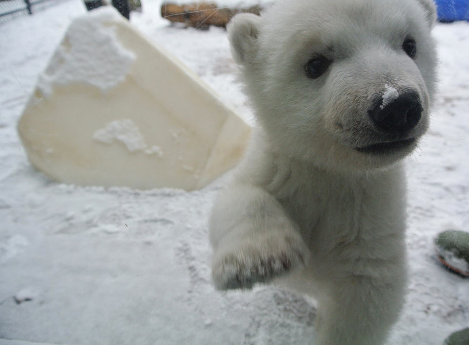 Watch a polar bear cub's first time playing in snow - CNN Video