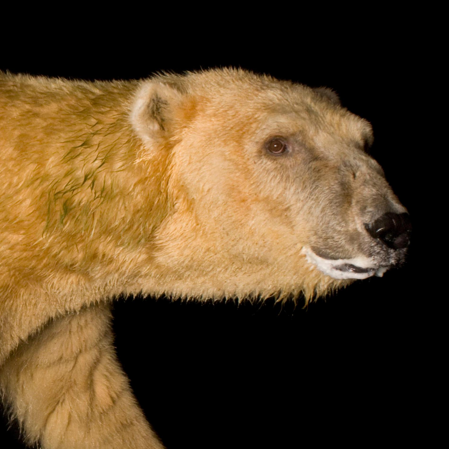 Polar Bear | National Geographic