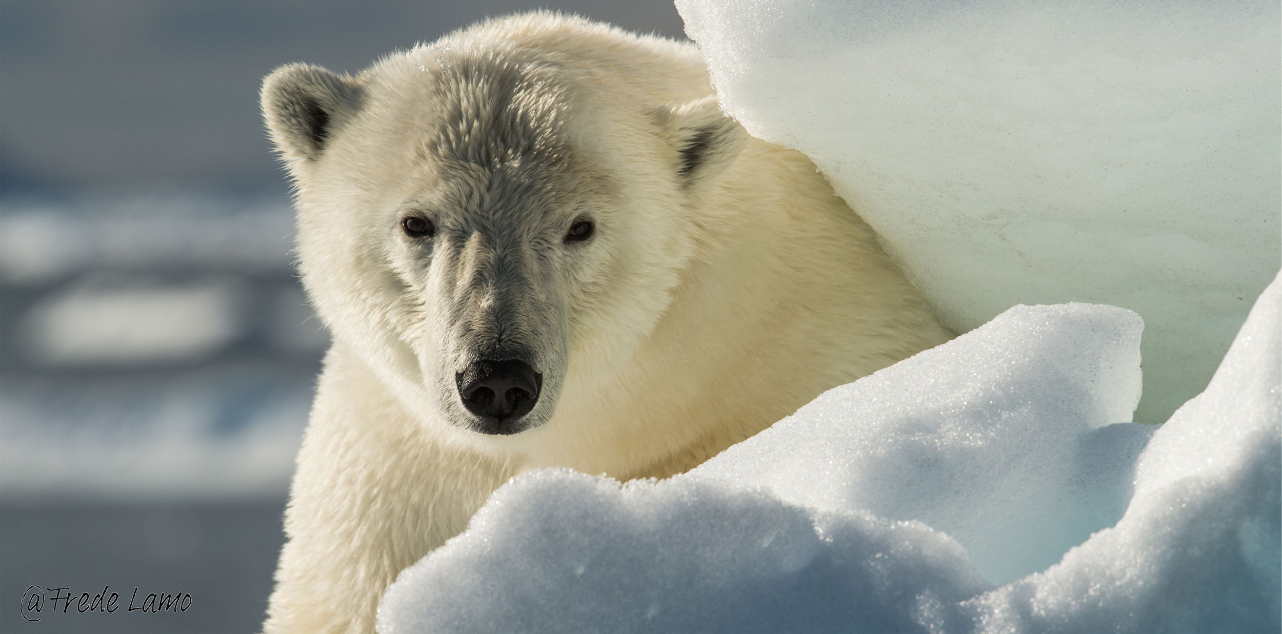 Free photo: Polar Bears - Animal, Bear, Frozen - Free Download - Jooinn