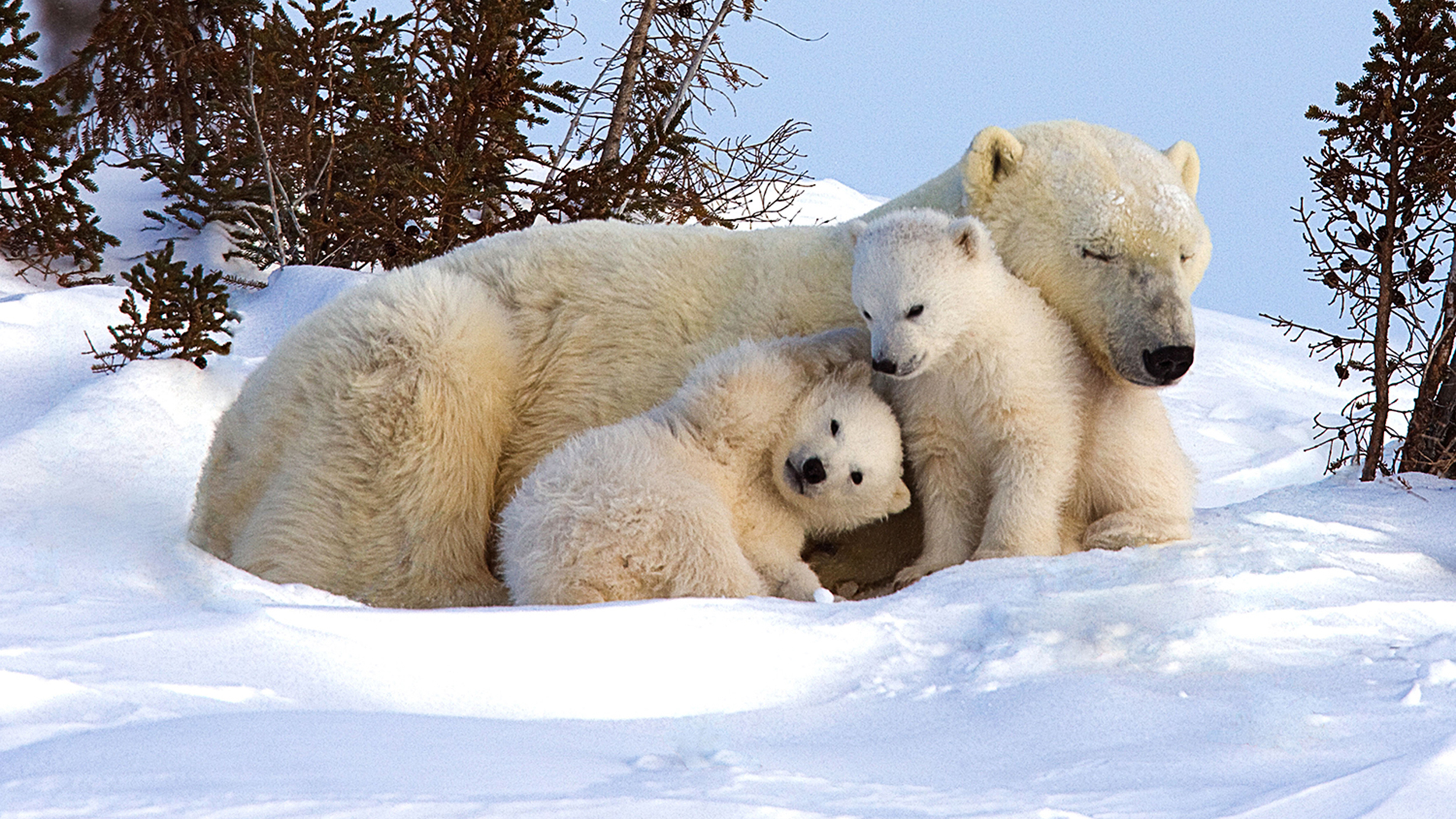 9 Fun Facts About Polar Bears