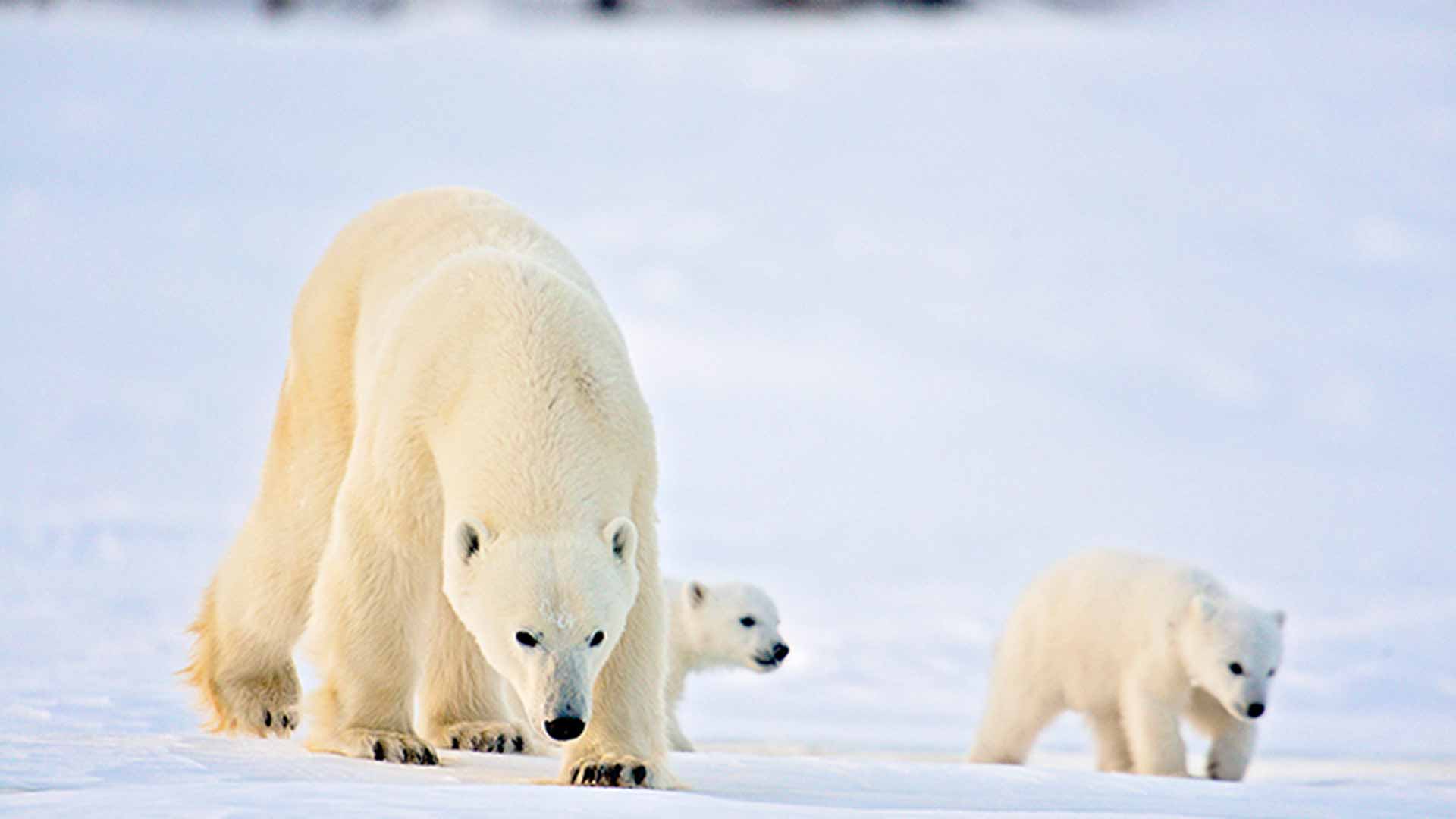 Polar Bears - Mothers & Newborn Cubs - Natural World Safaris