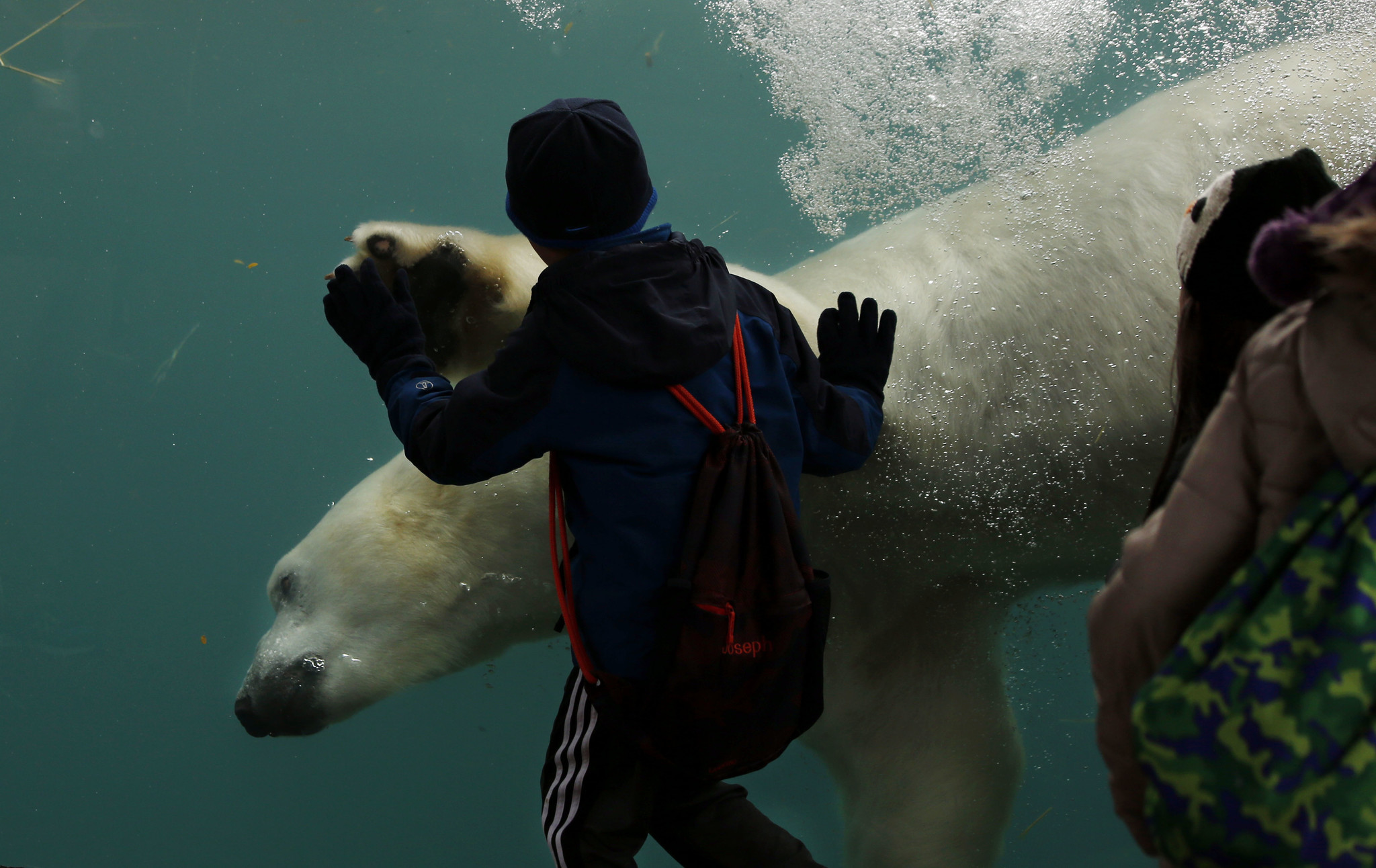 Polar bear death at Lincoln Park Zoo shines spotlight on the species ...